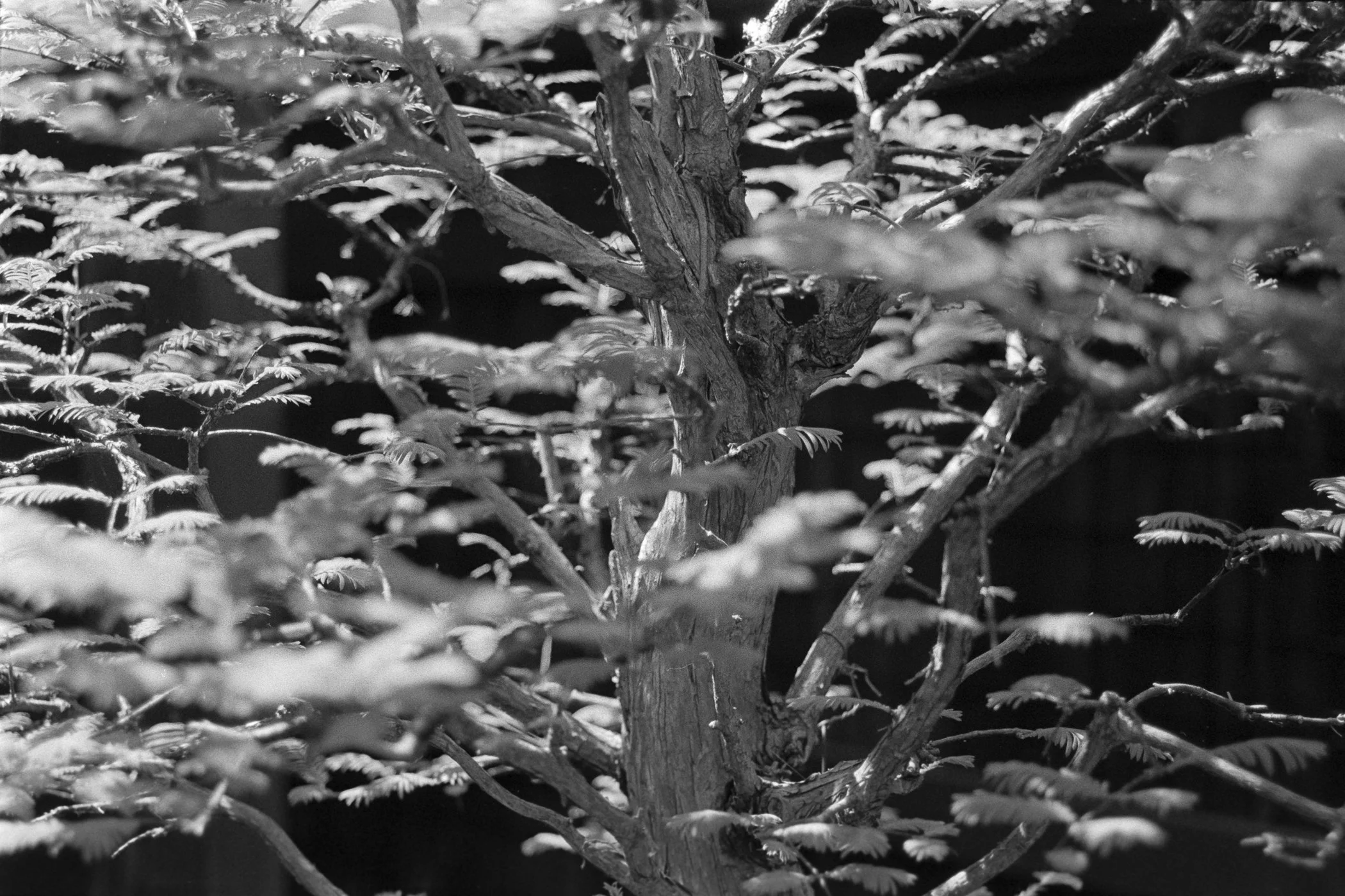 20260406_OAK_Photowalk_Fuji400_Roll_319-20 - Steven Baum.jpg