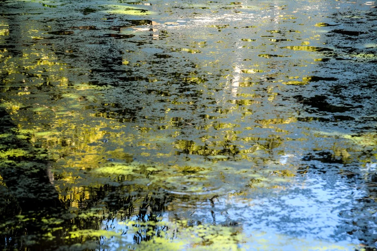 Pavesich_Reflections2 - vida pavesich.jpg