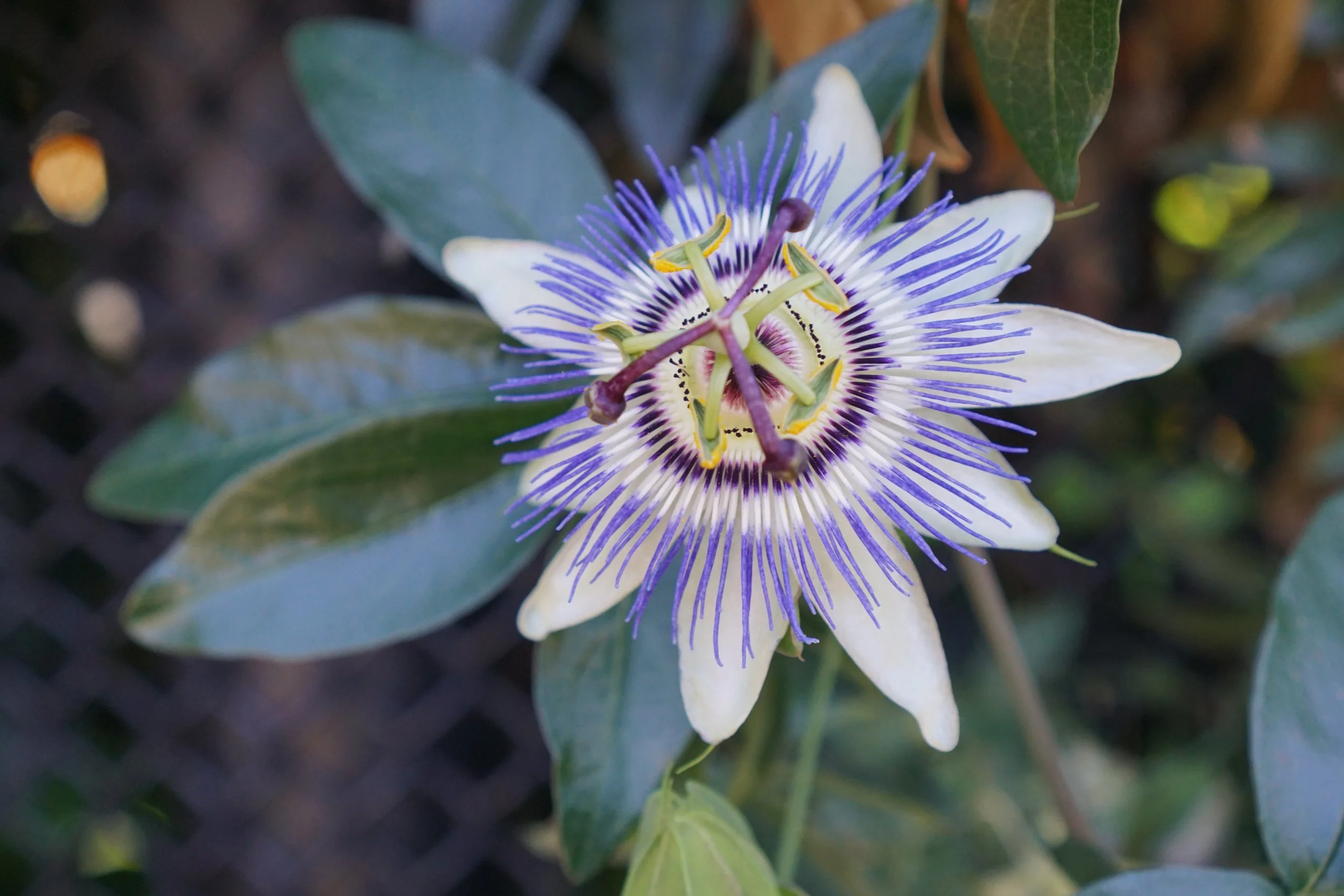 EBH 4.5 2 - Erma Halili.jpeg