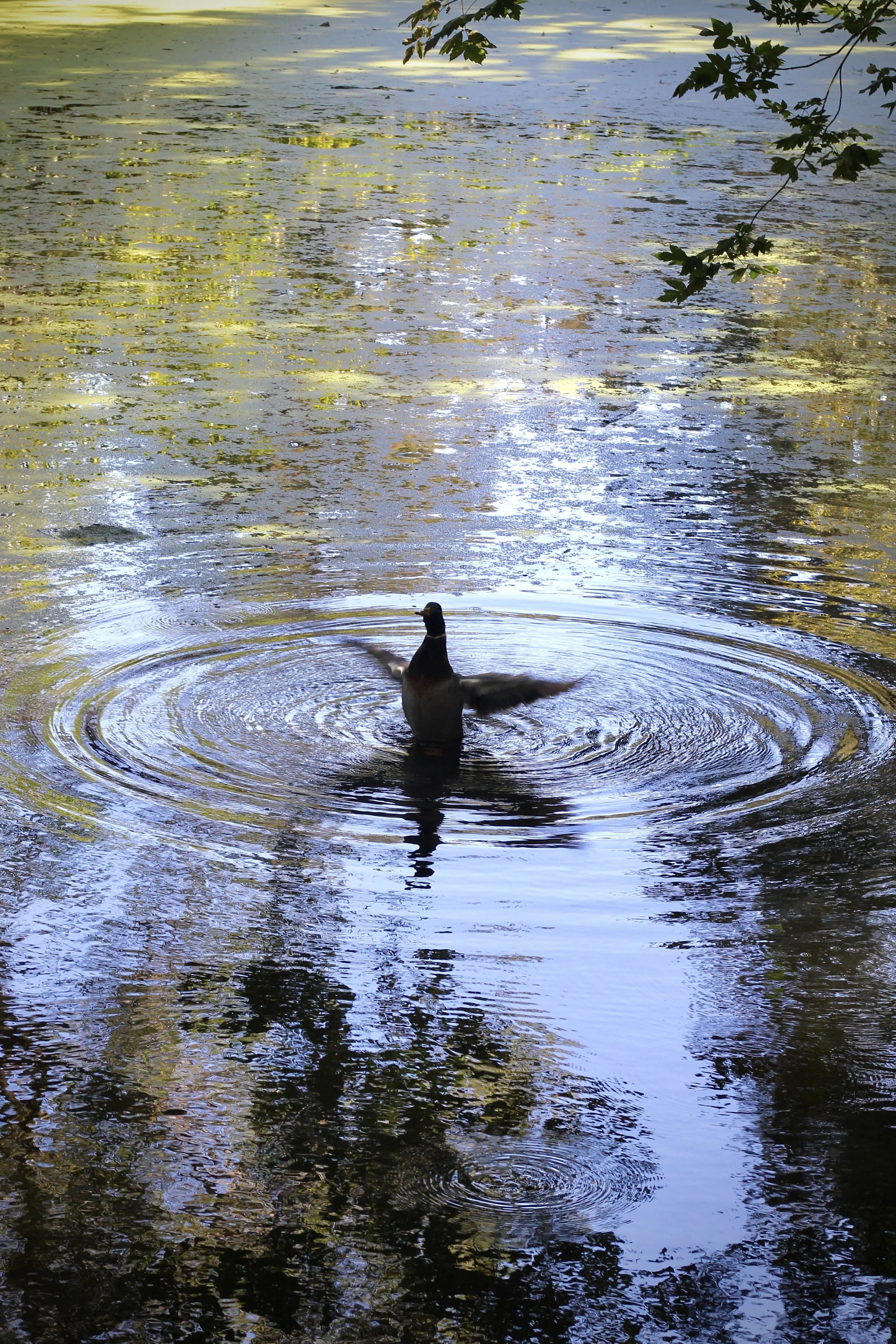 IMG_6263 - Chino Uzo.jpeg