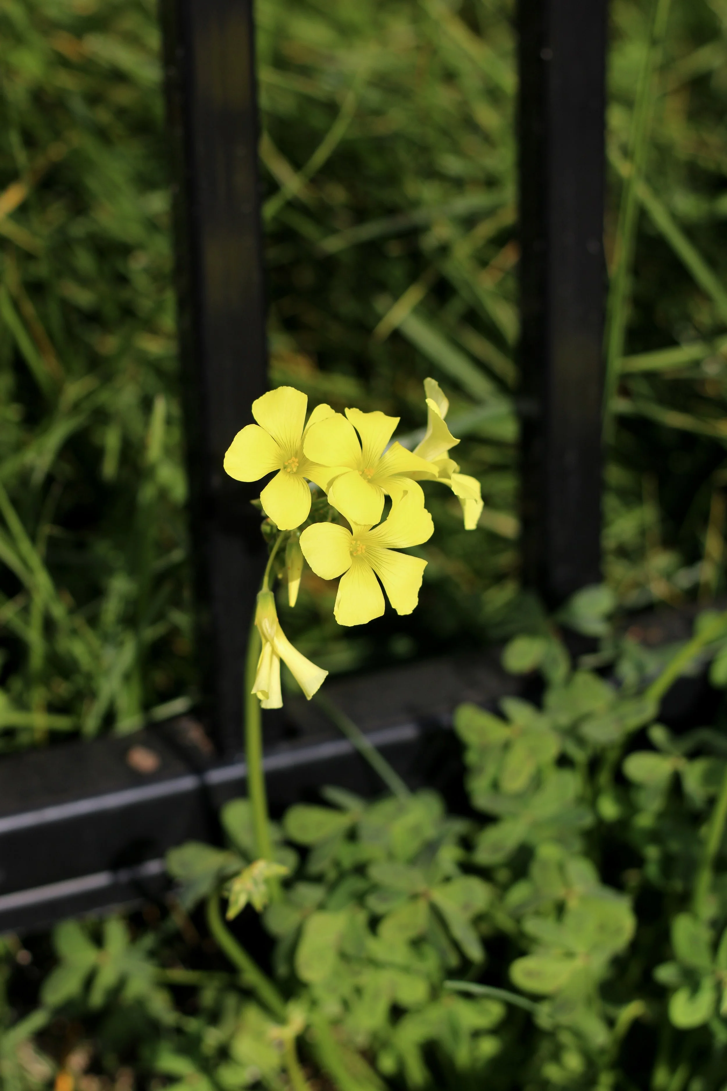 IMG_9158 - Chino Uzo.jpeg