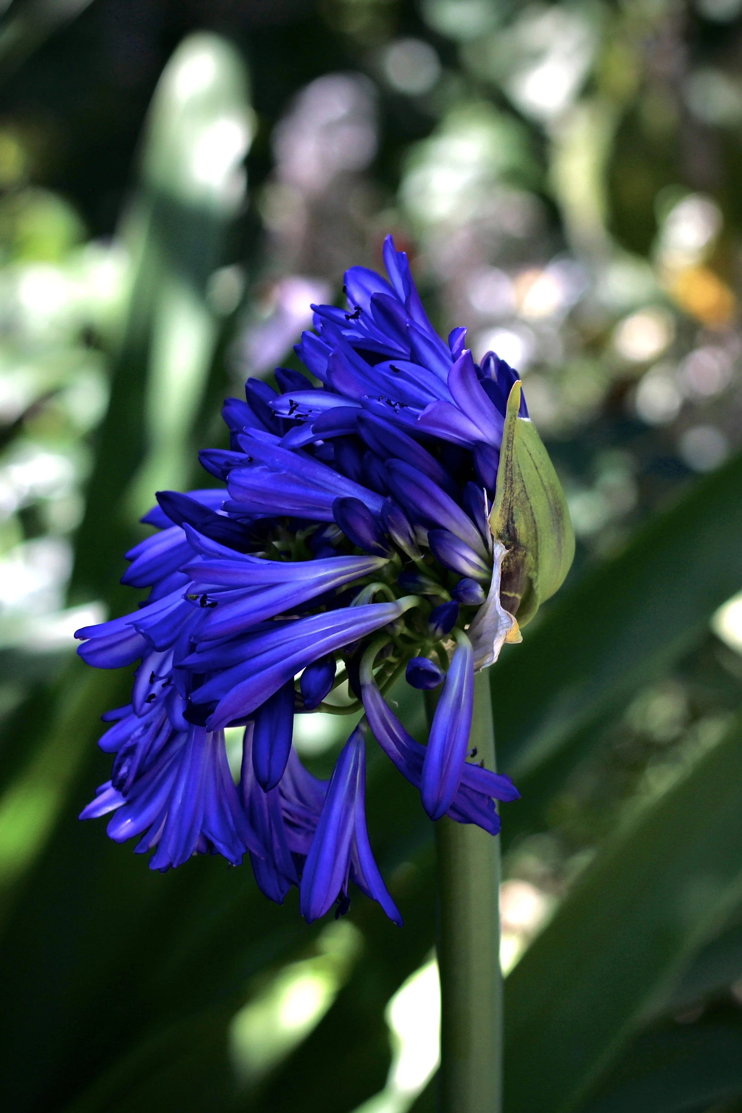 IMG_2861 - Chino Uzo.jpeg