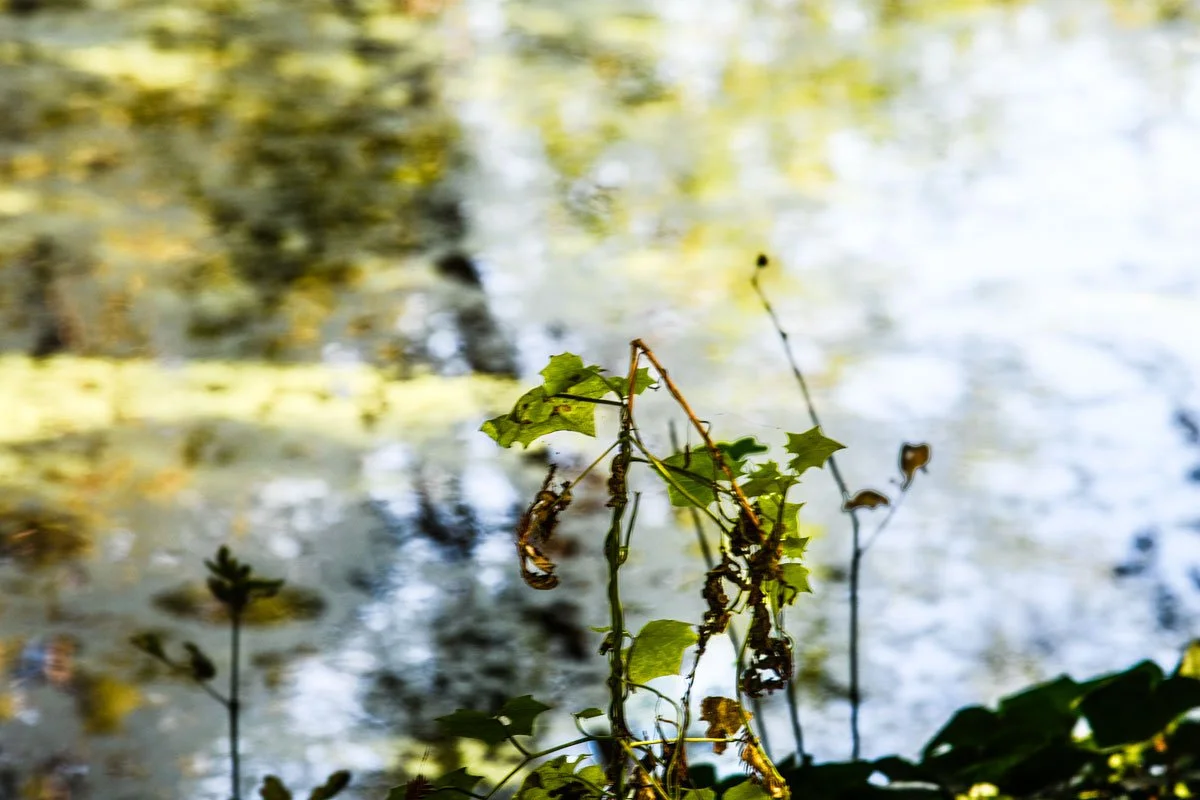 Pavesich_leavesReflections - vida pavesich.jpg