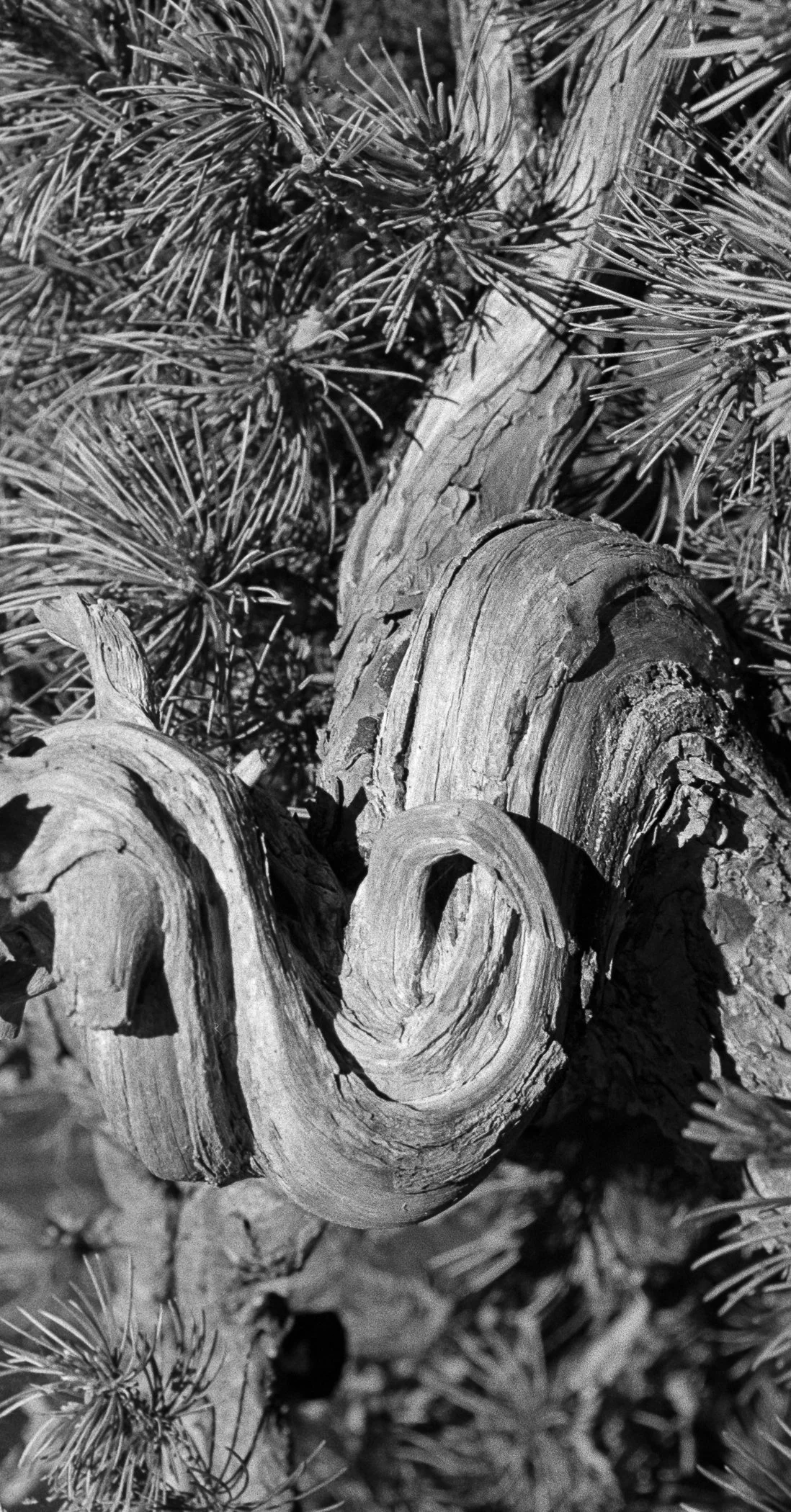 20260406_OAK_Photowalk_Fuji400_Roll_319-26 - Steven Baum.jpg