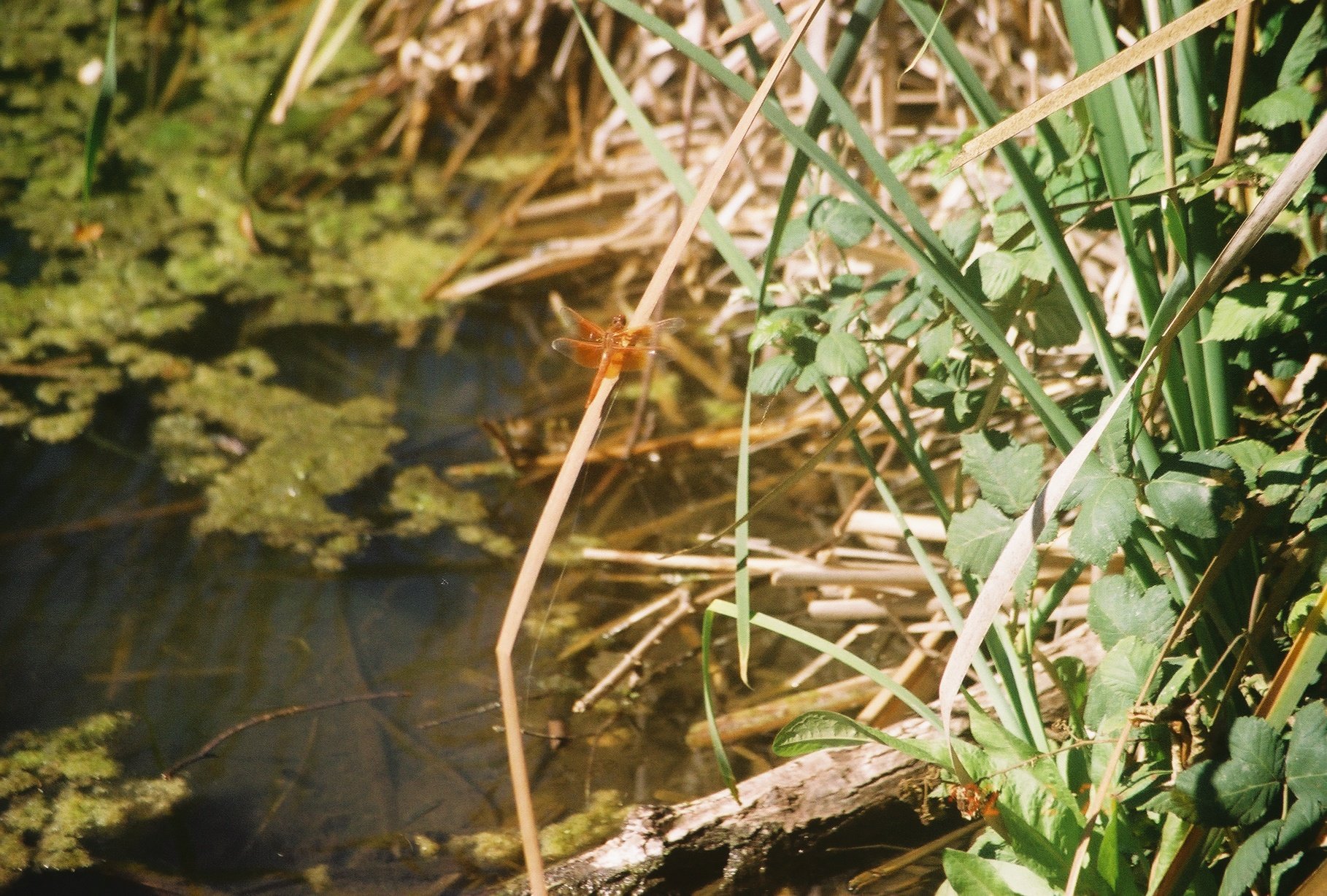 IMG_7664 - Sasha-Mylan Williams.JPG