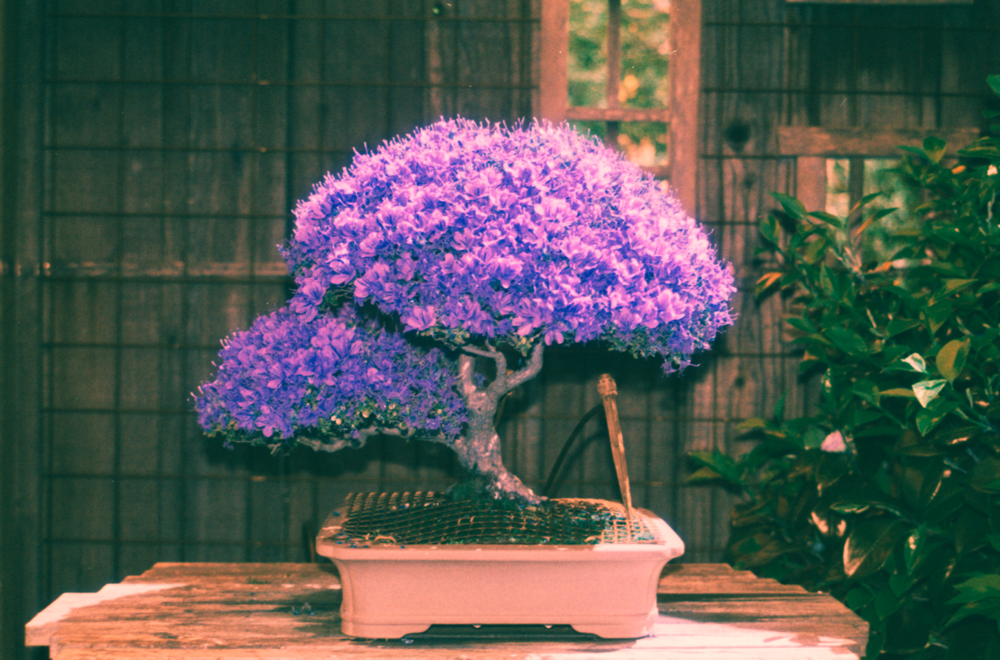 Screenshot_3 - lolaway.png