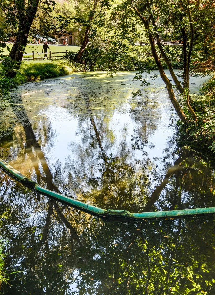 Pavesich_WalkingTemescal - vida pavesich.jpg