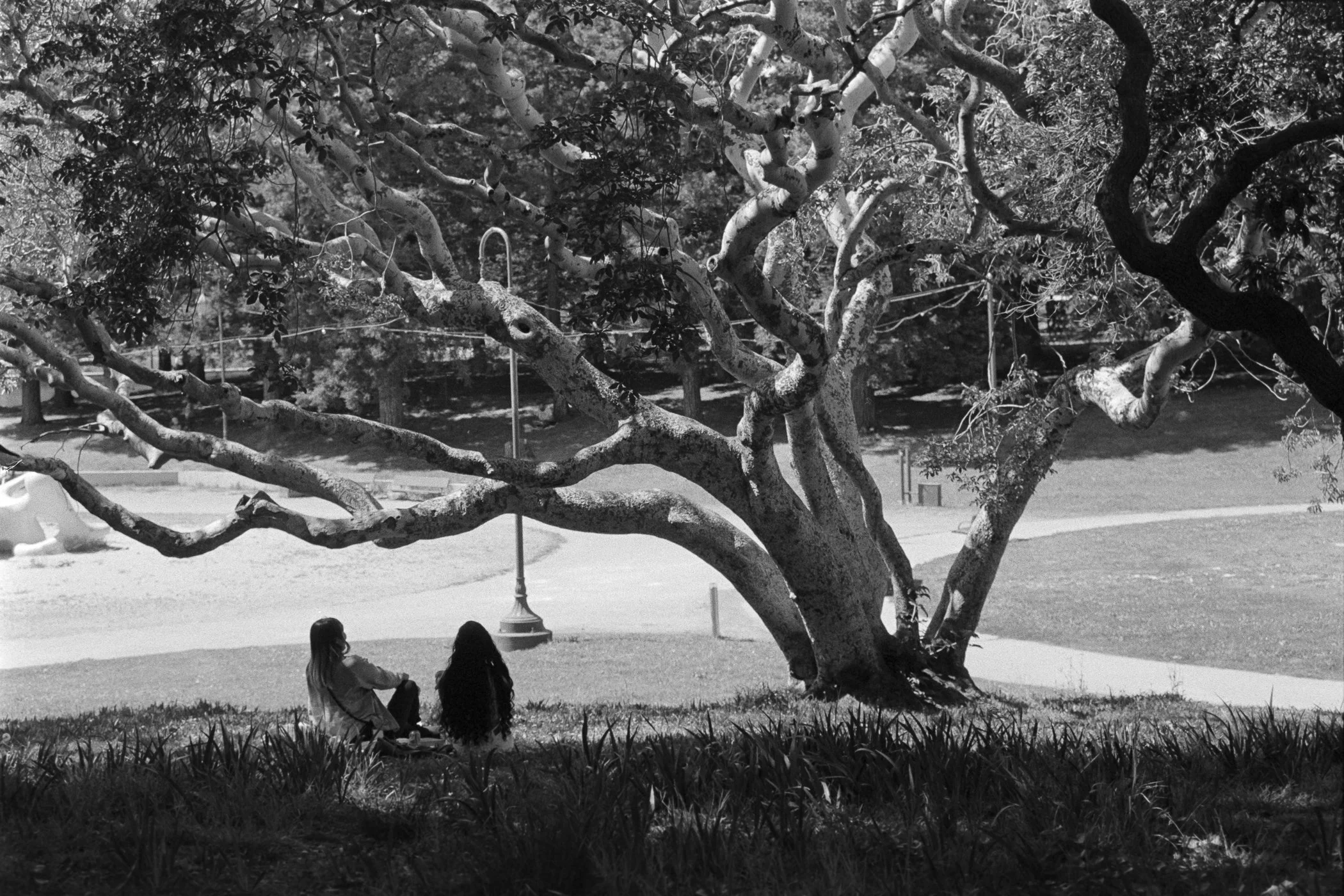 20260406_OAK_Photowalk_Fuji400_Roll_319-15 - Steven Baum.jpg