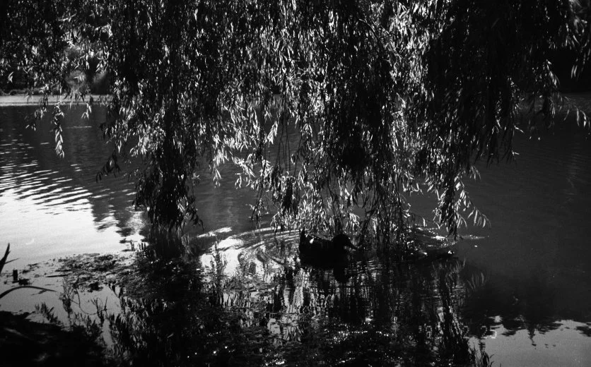 Sasha-Mylan Williams