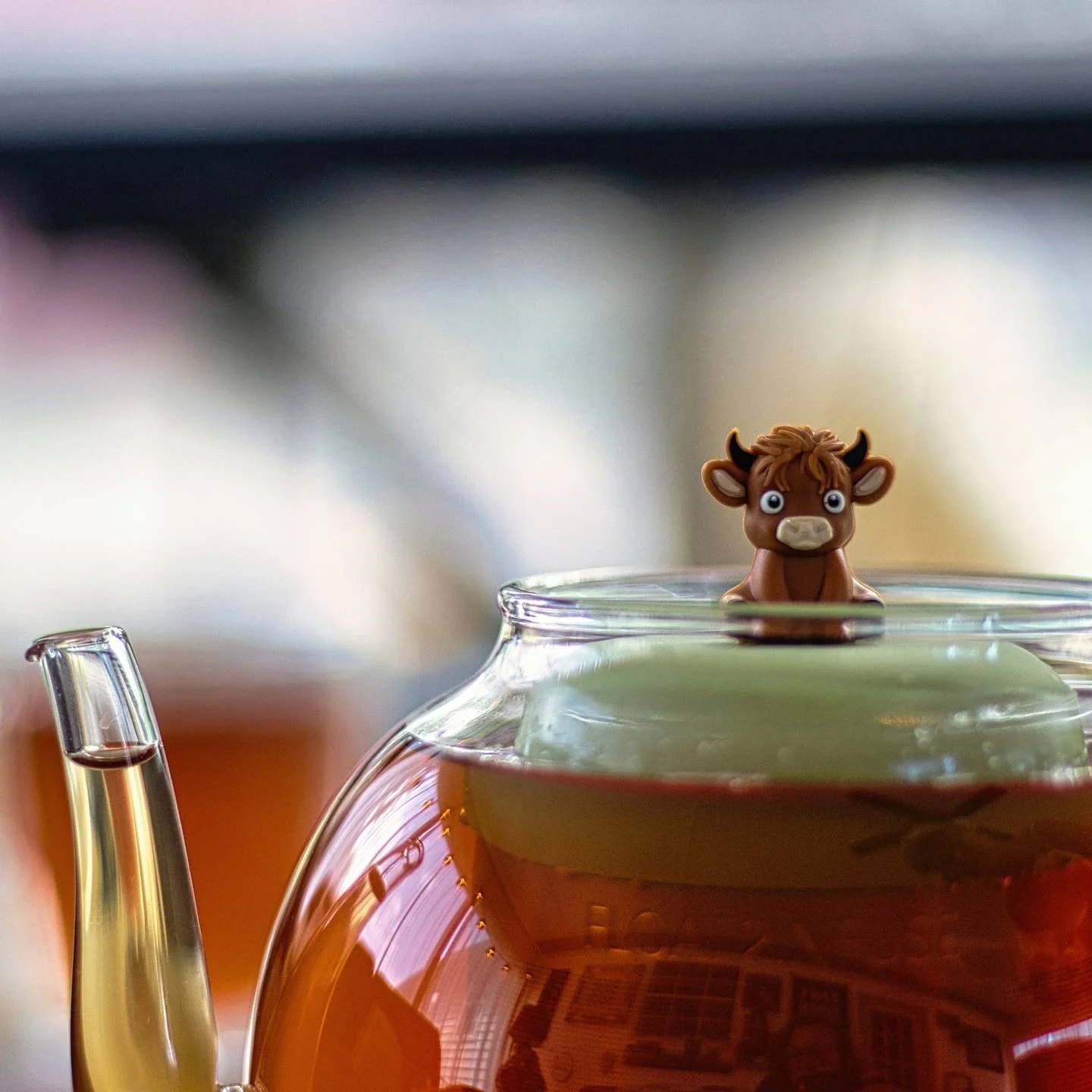 Baby Highland Cow.jpeg