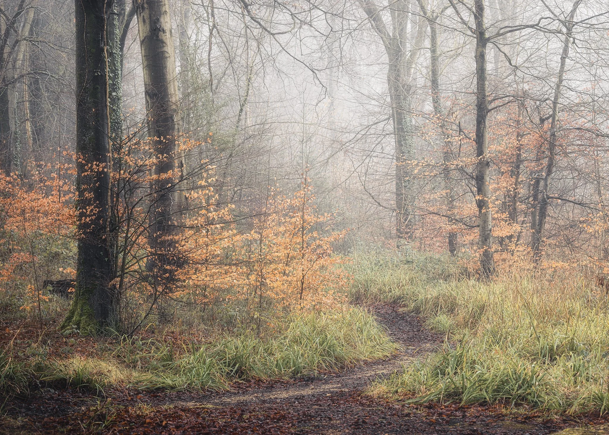 A pathway leads between some wintery trees in a foggy Cotswold forest near Painswick.
