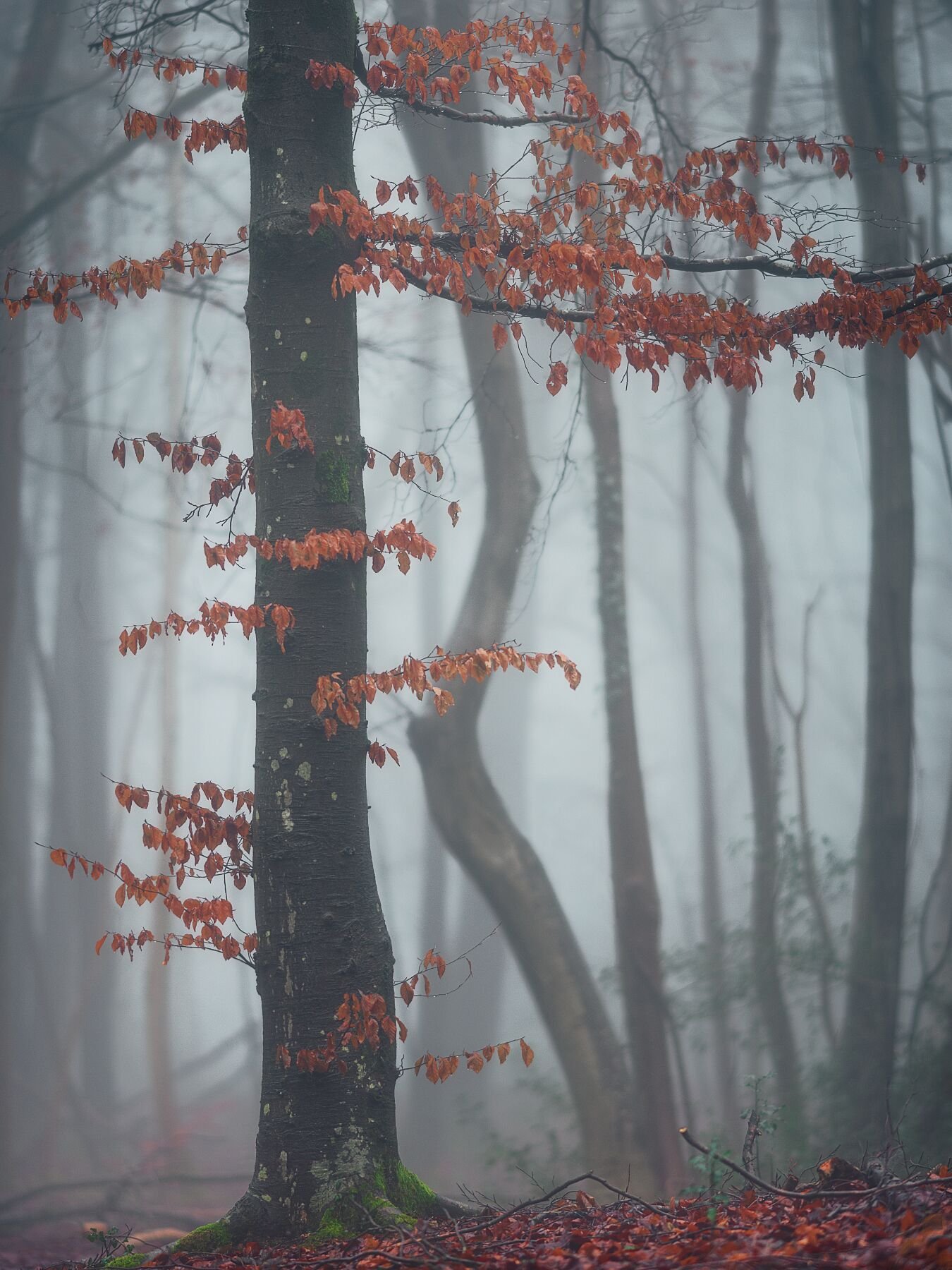 Early morning fog create beautiful atmosphere in Buckholt Woods near Painswick. The trees create interesting shapes while the colour creates a beautiful point of interest.