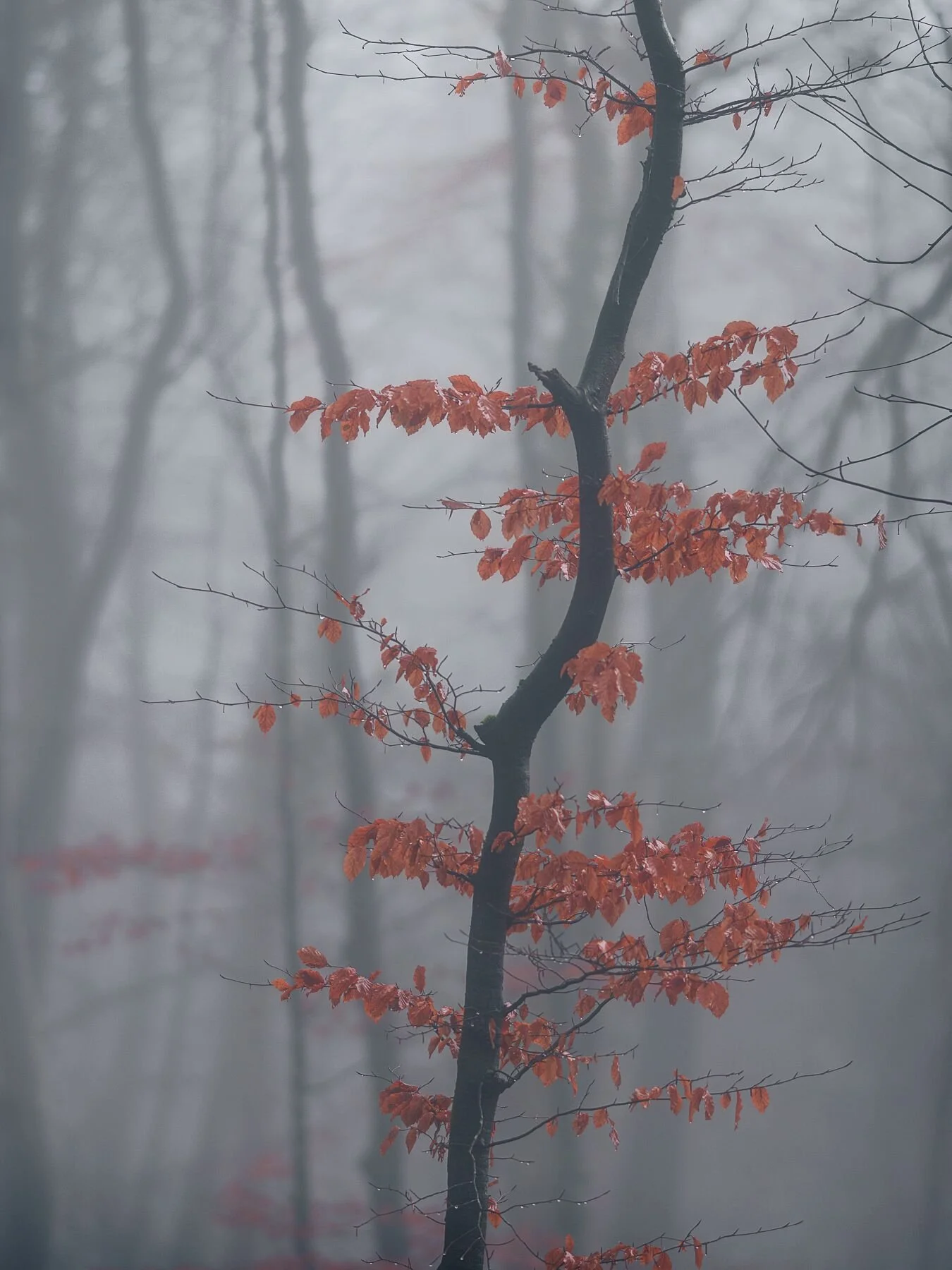 Remnants Of Autumn In The Fog
