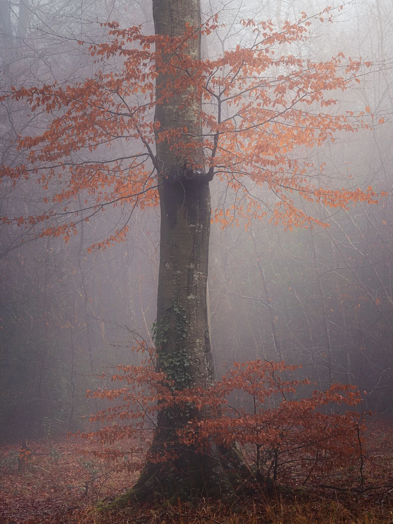 Sentinel Of The Forest