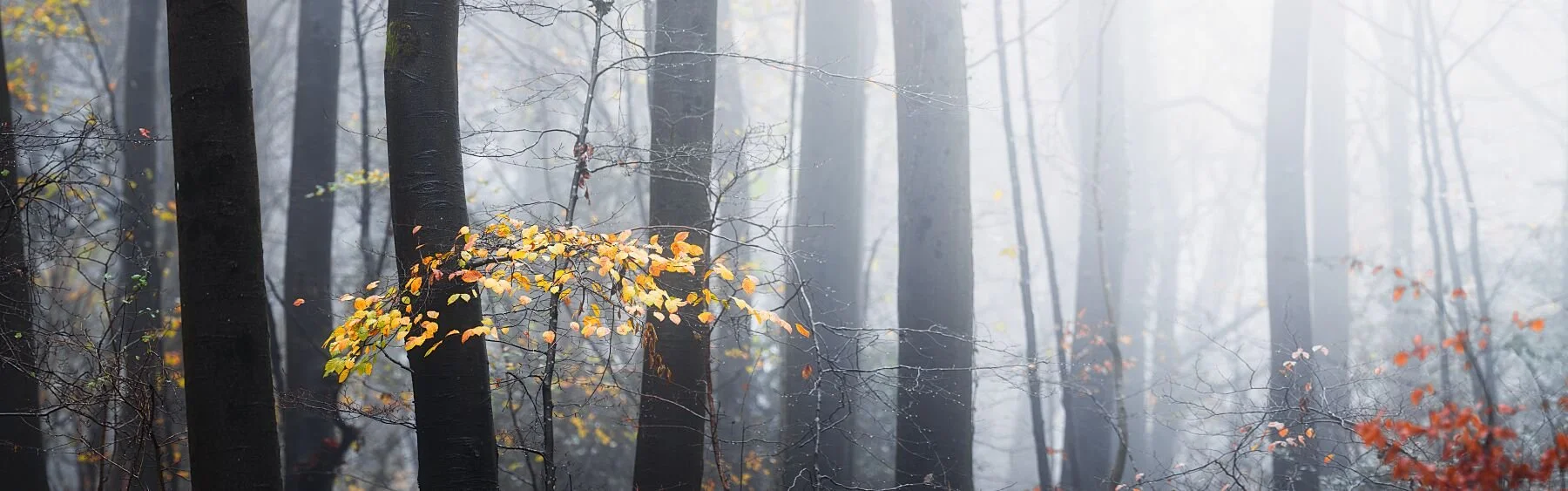 Autumn In The Foggy Cotswolds