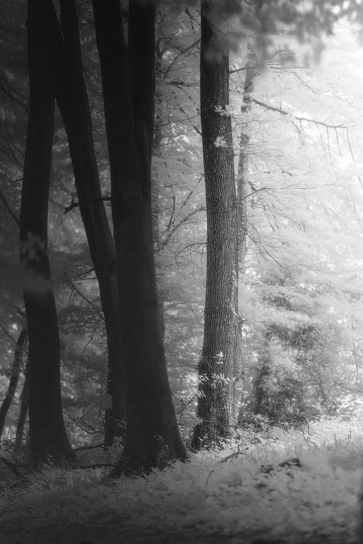 Forest Light In Infrared