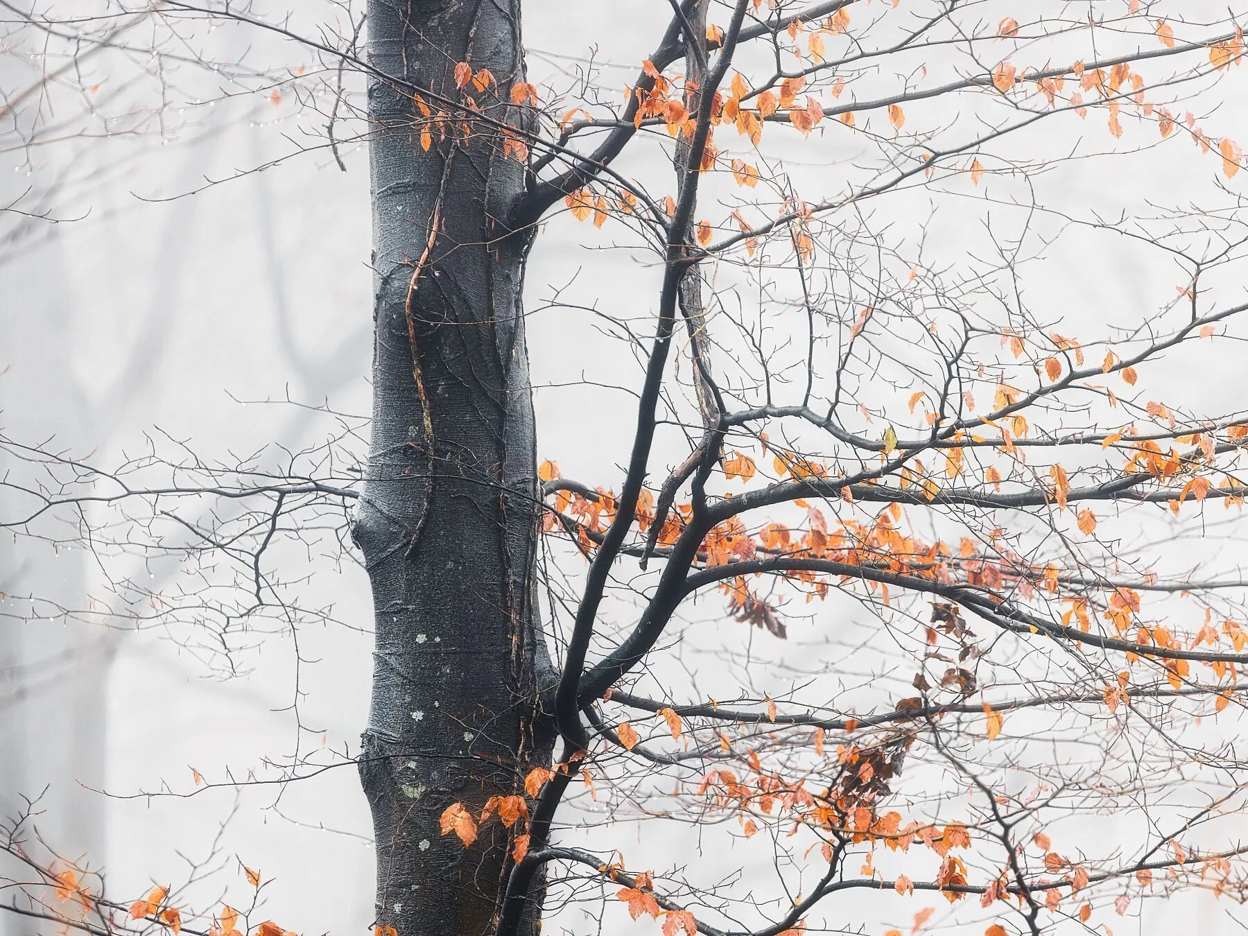 Last Remaining Colour