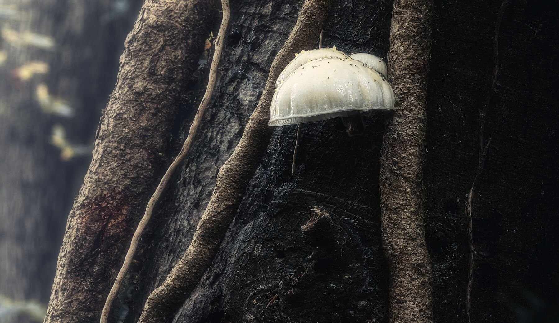 Mushroom  On A Tree