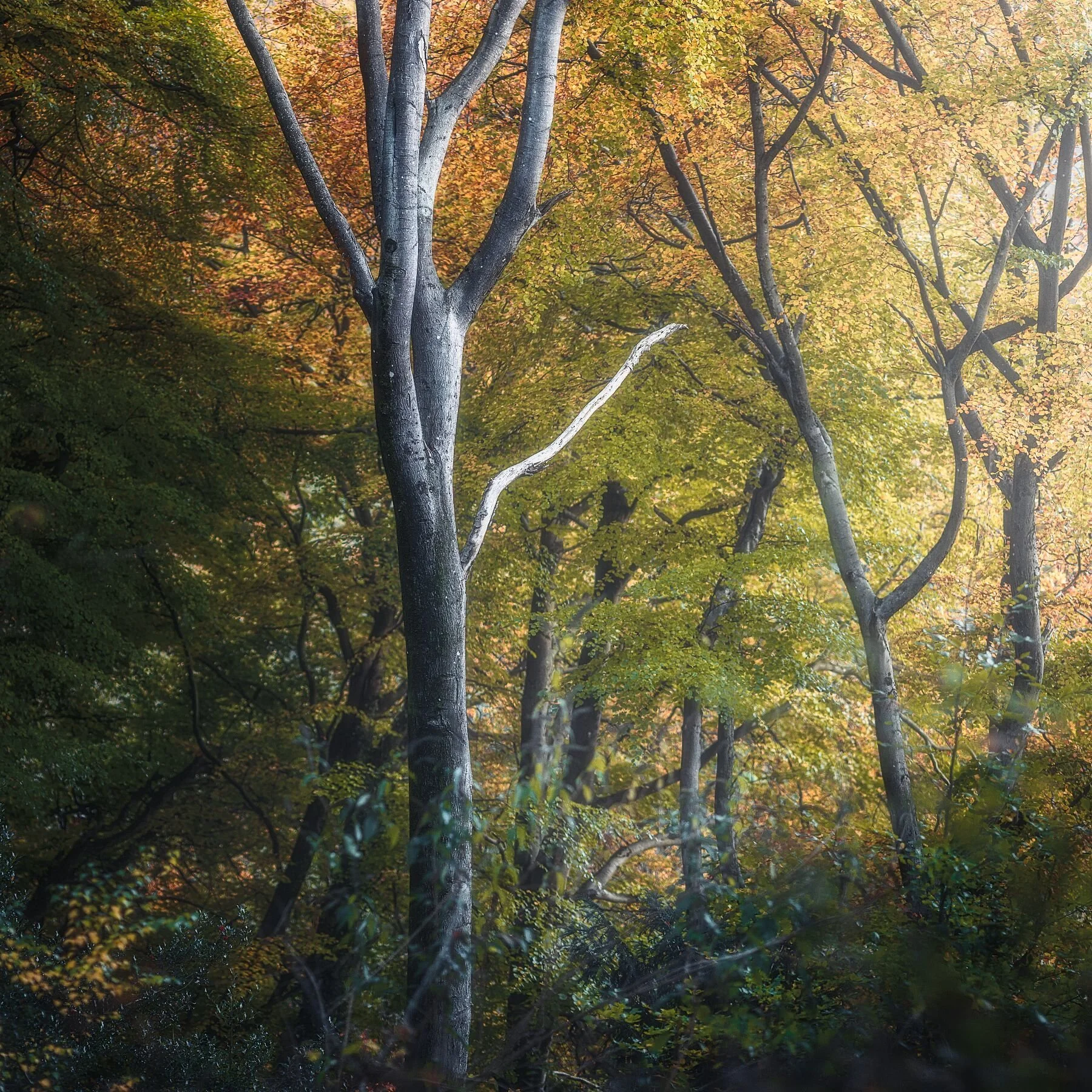 Last Remaining Light In Autumn