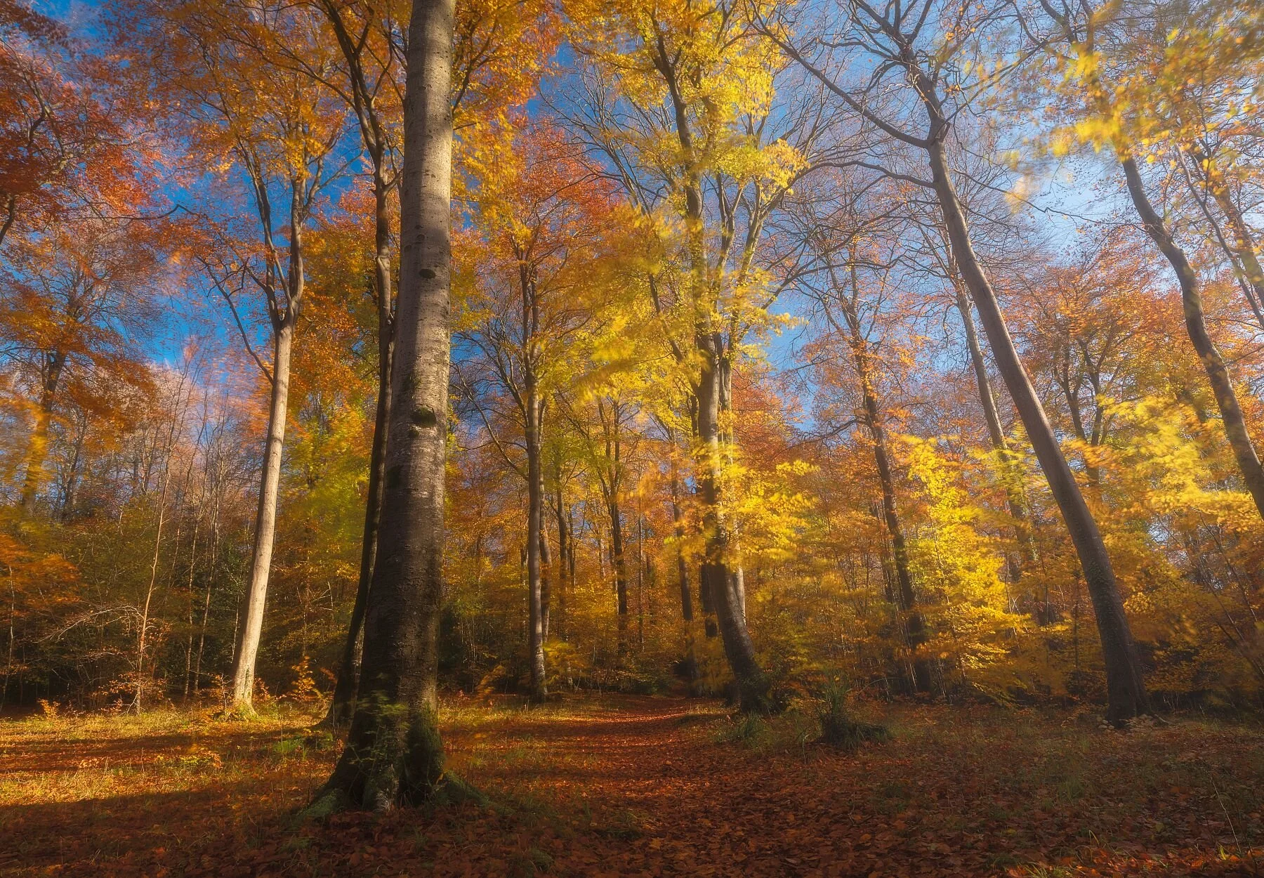 Autumn Clearing In The Cotswolds