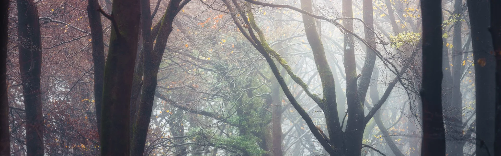 Light from the sun and a combination of fog creates a separation of the background and the trees in the foreground in this small woodland area in the Cotswolds