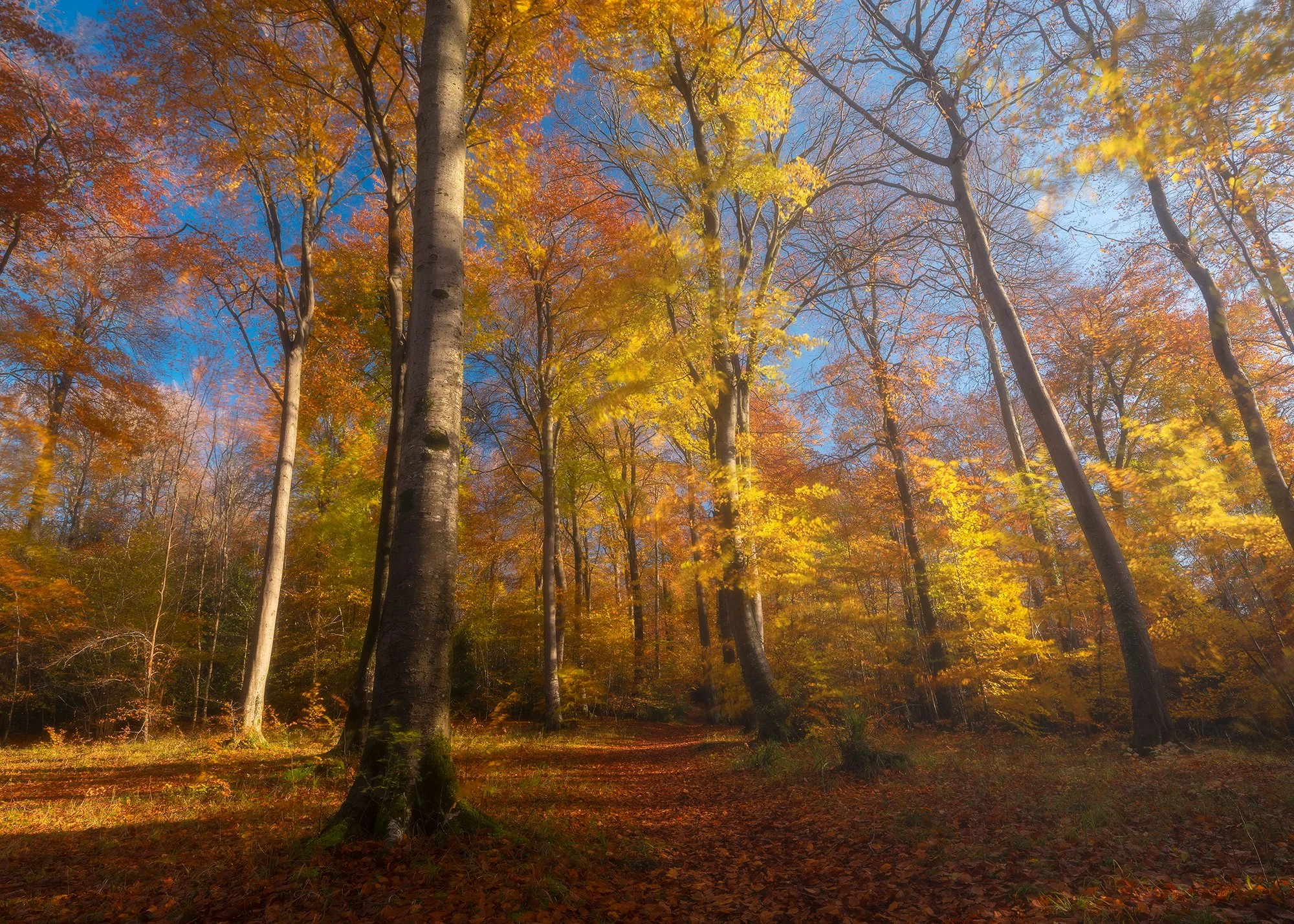 A small clearing in the middle of Buckholt Woods, near Cheltenham, provide some beautiful morning light to illuminate the orange, red and brown colours of Autumn.