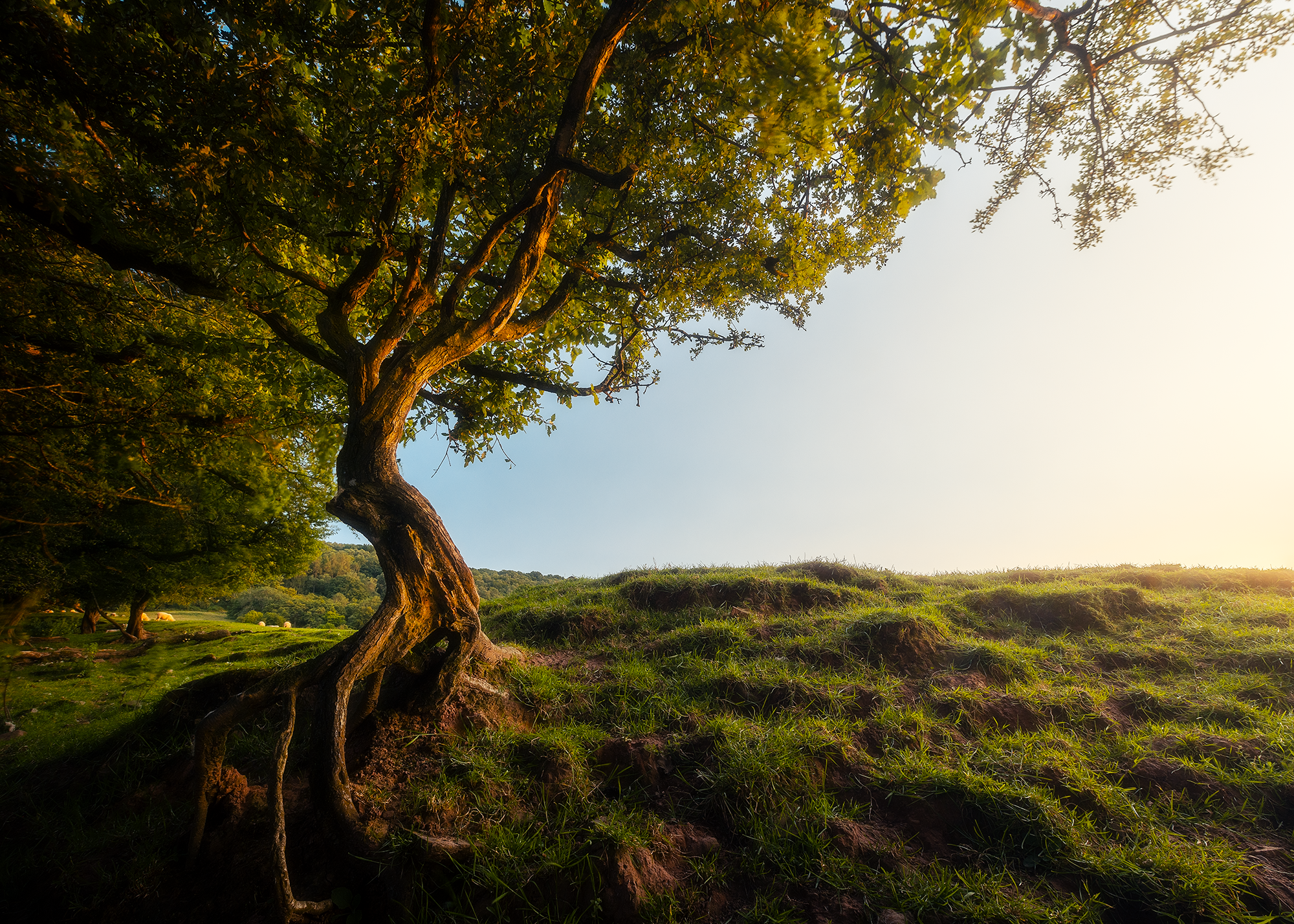 A twisted tree with green leaves on a grassy hill, illuminated by the setting sun.