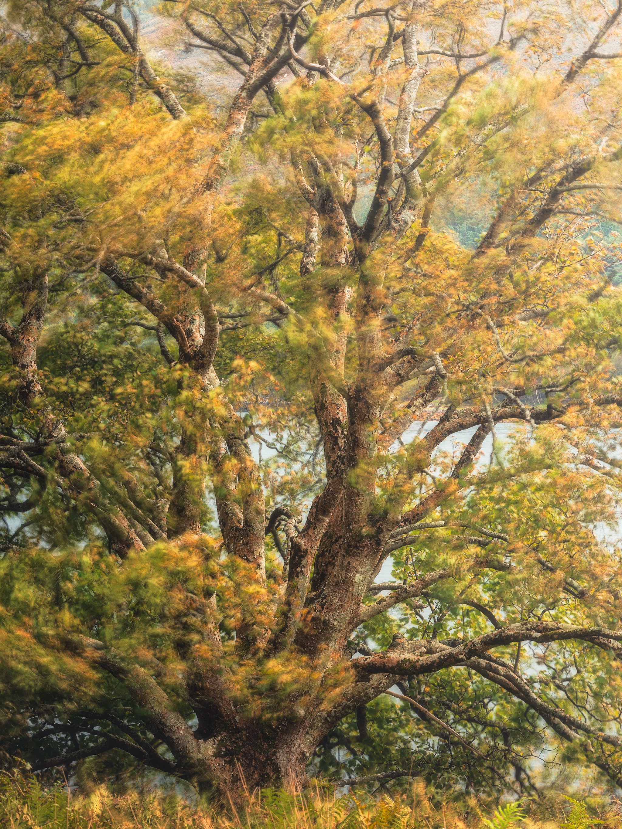 The Start Of Autumn In The Highlands