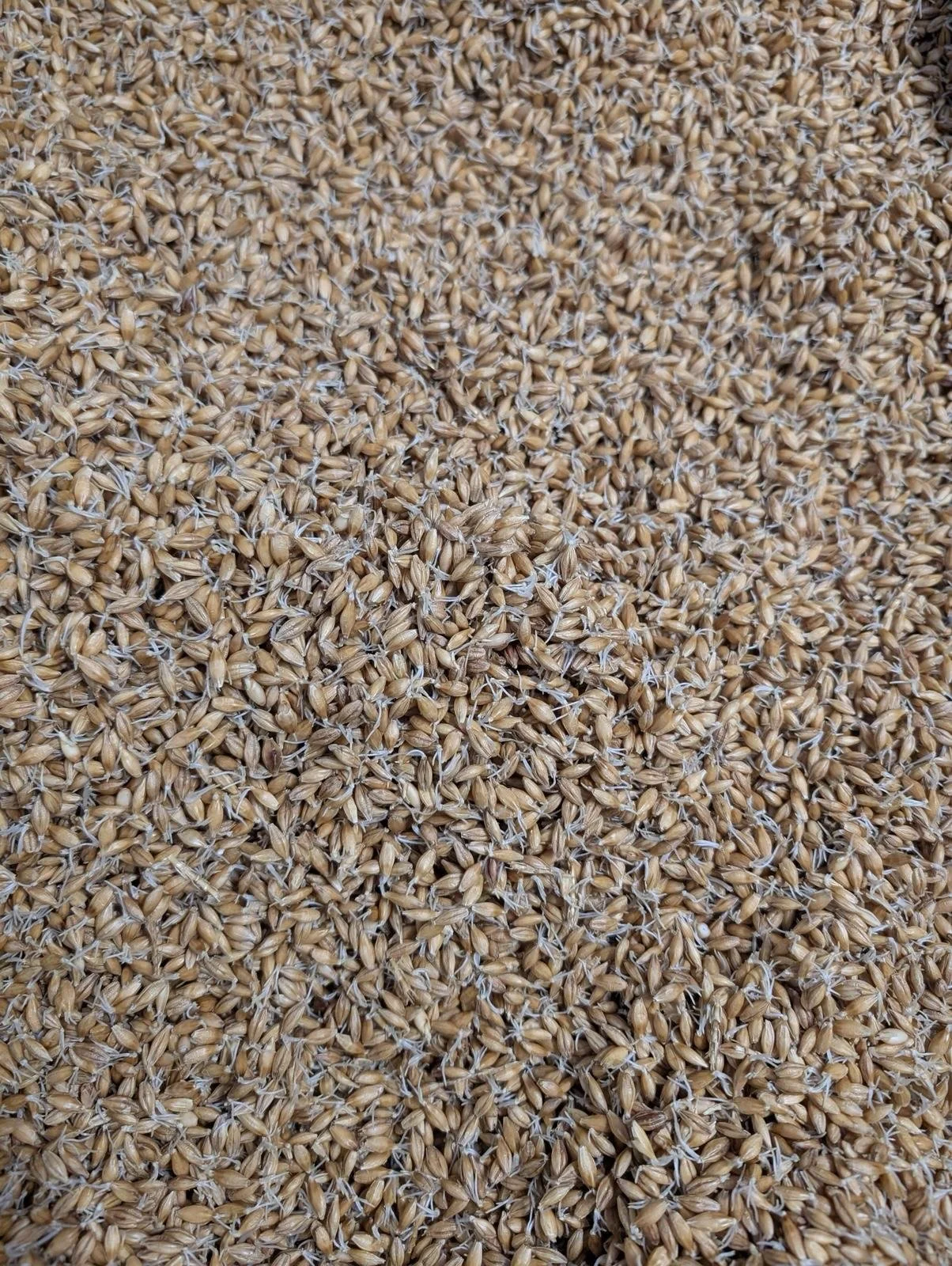 WhatsApp Image 2025-11-13 at 11.25.12-3.jpeg