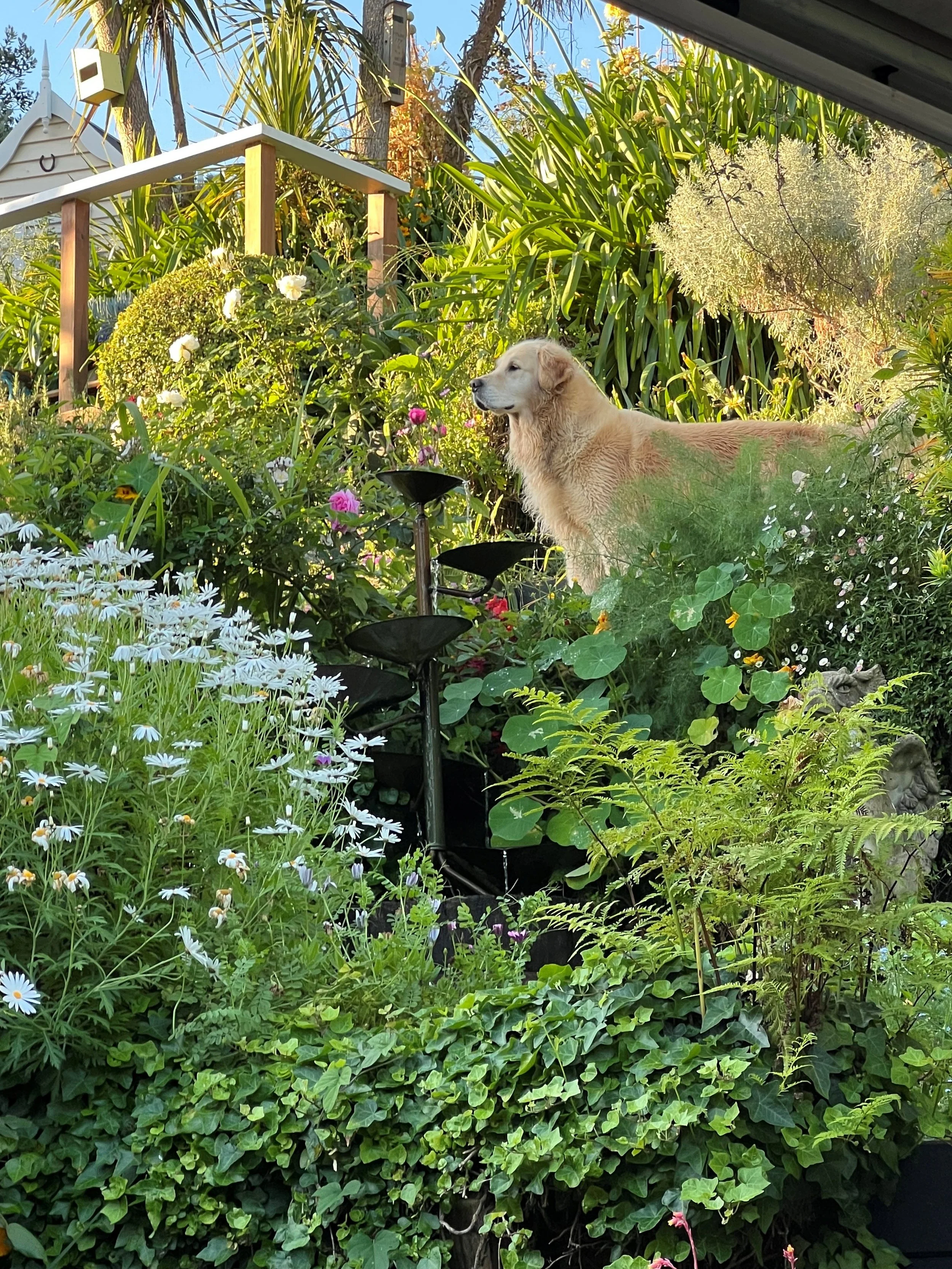 Wadhamville Garden for Wellbeing
