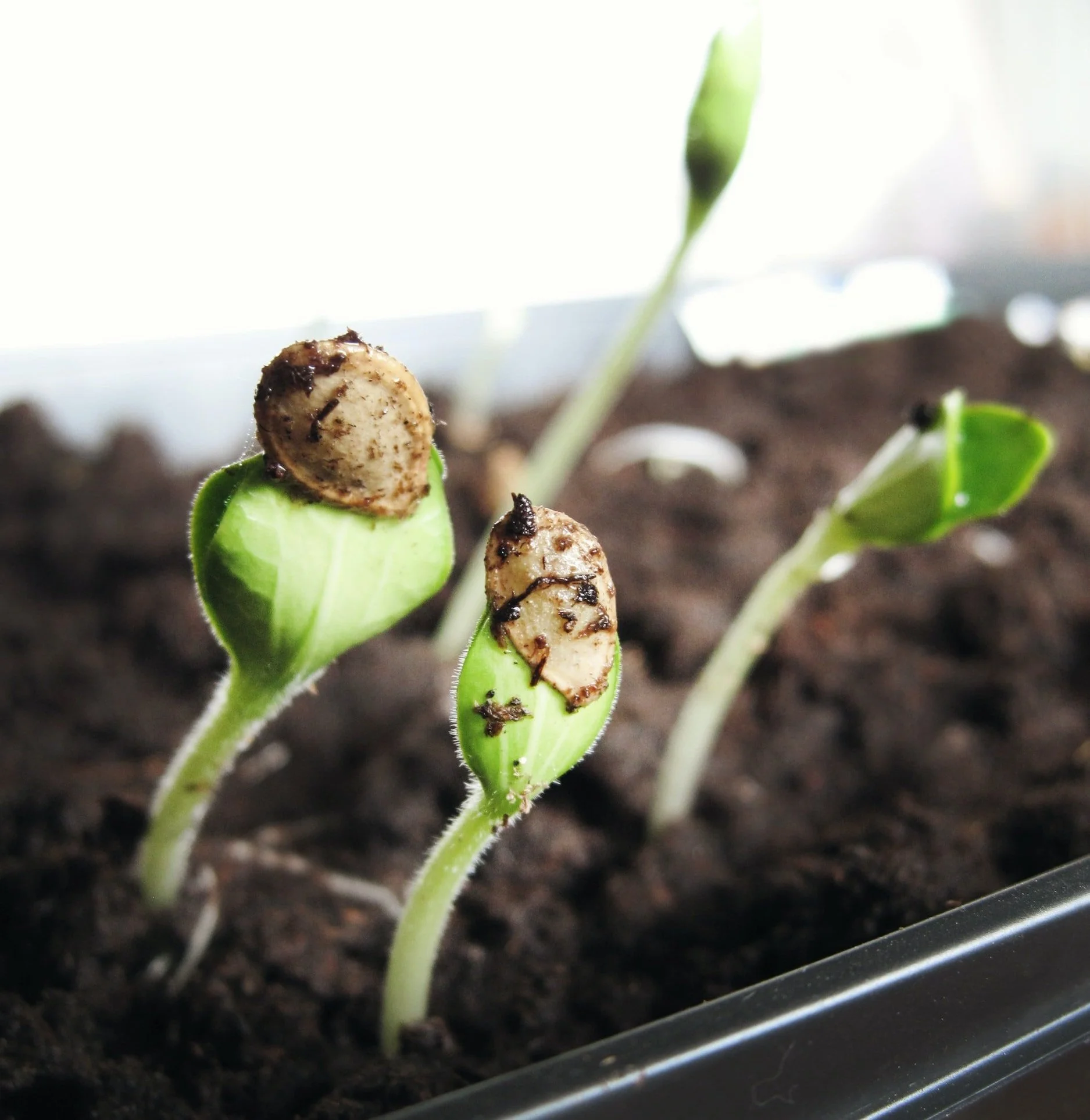 Growing from seed made easy - Sat & Sun @ 11am