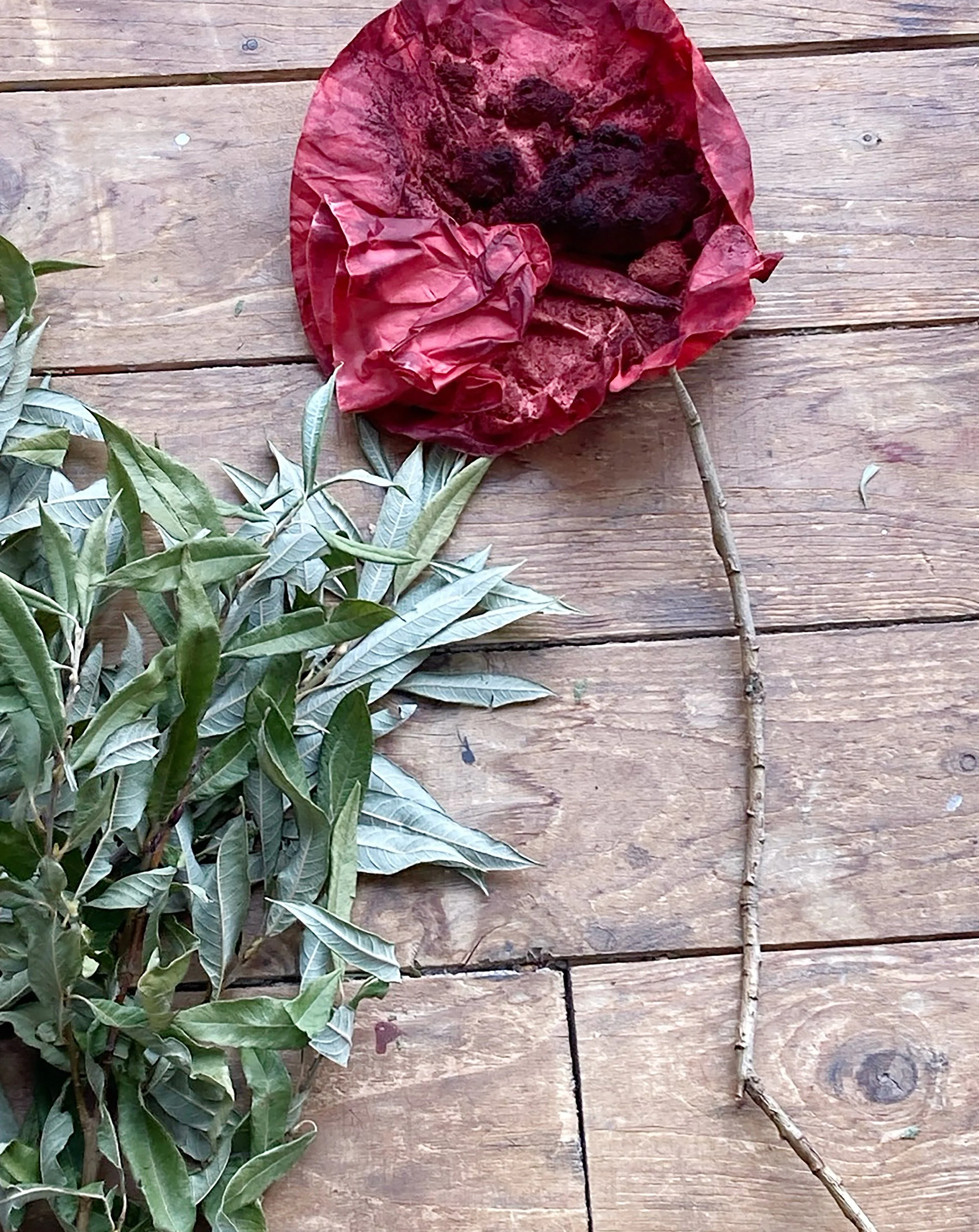 a1. poppy dye & willow.jpg
