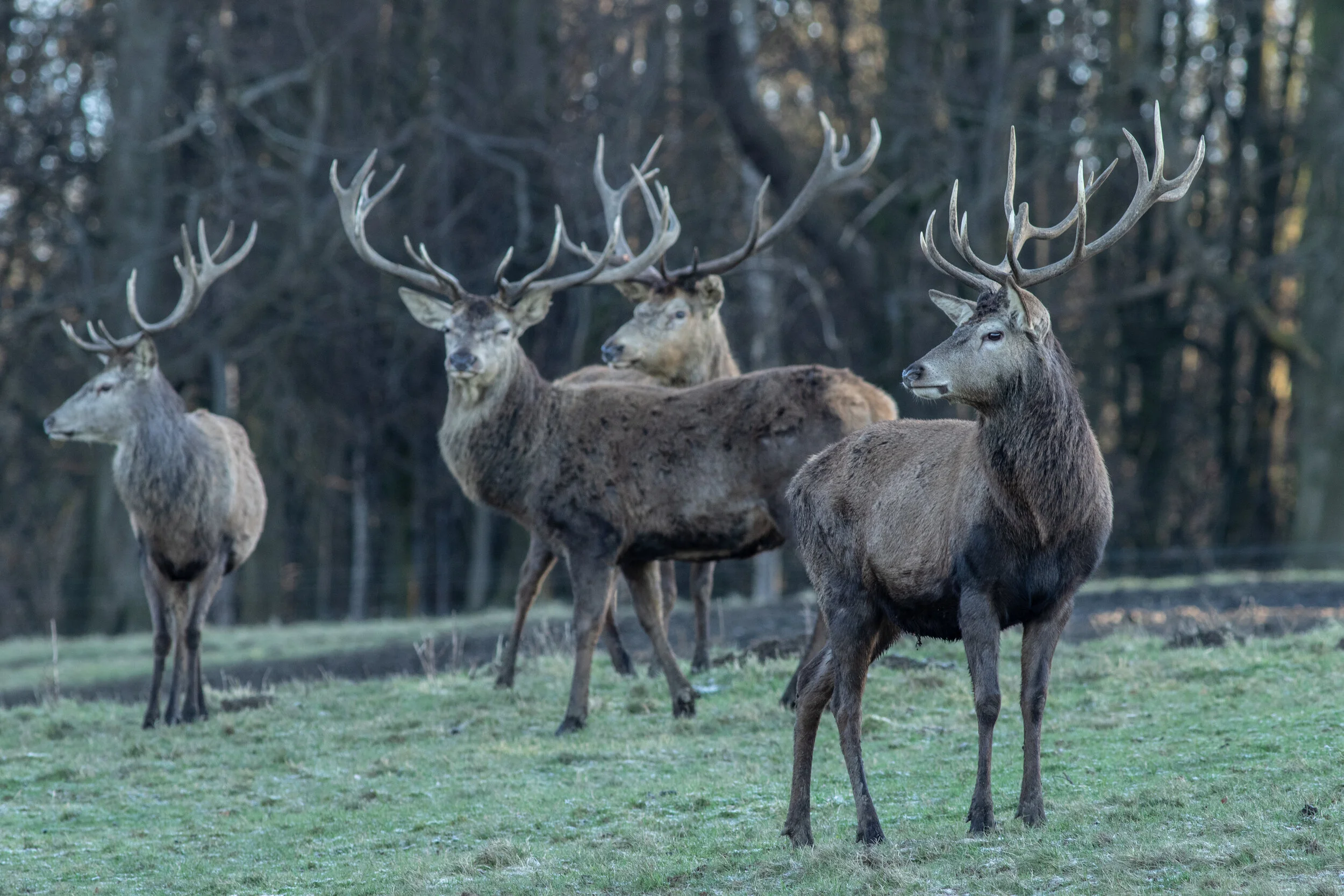 2020-01-19_Canon EOS 7D Mark II_Harewood_IMG_2213.jpg
