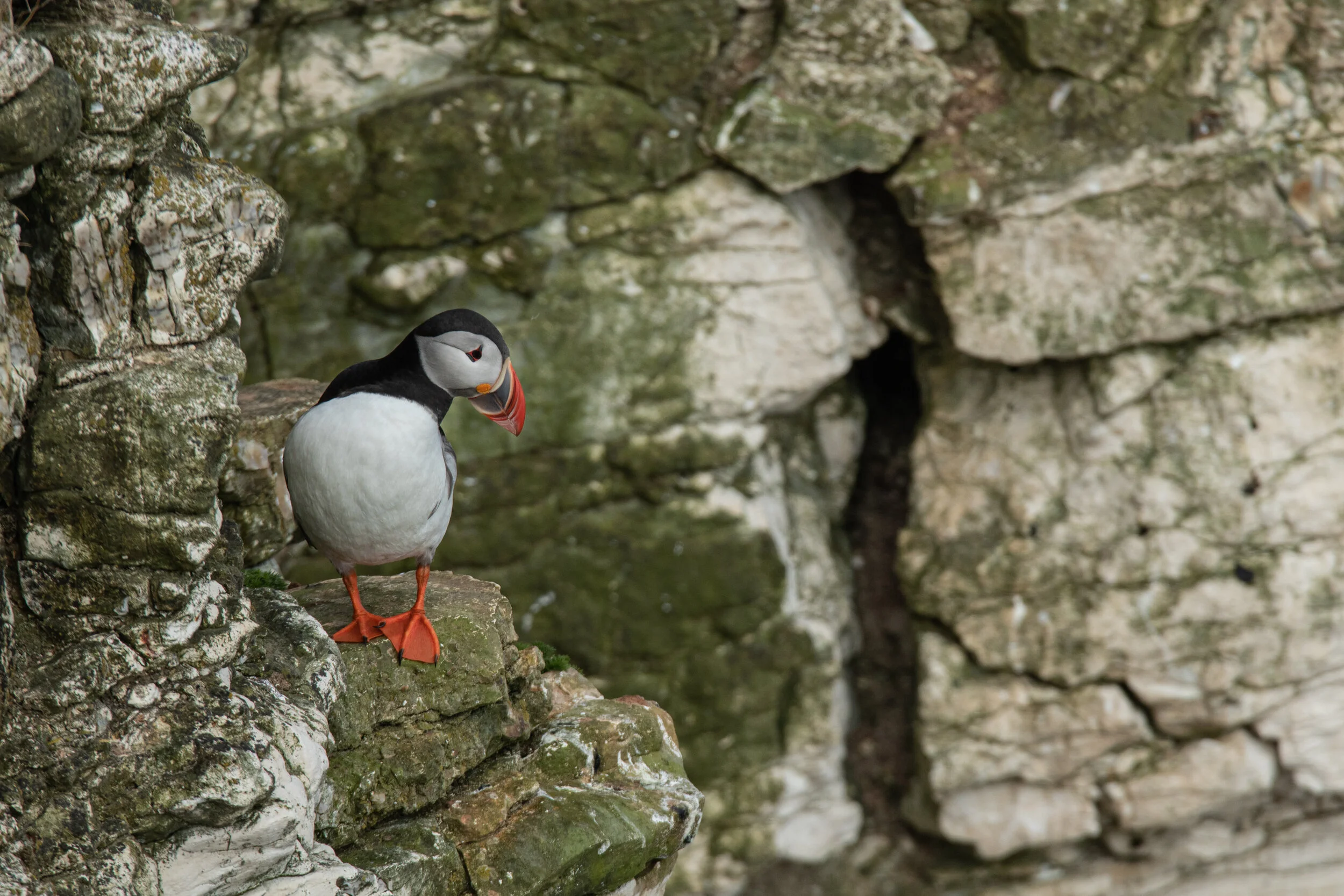 2021-05-02_Canon EOS 7D Mark II_BemptonCliffs_IMG_8043.jpg