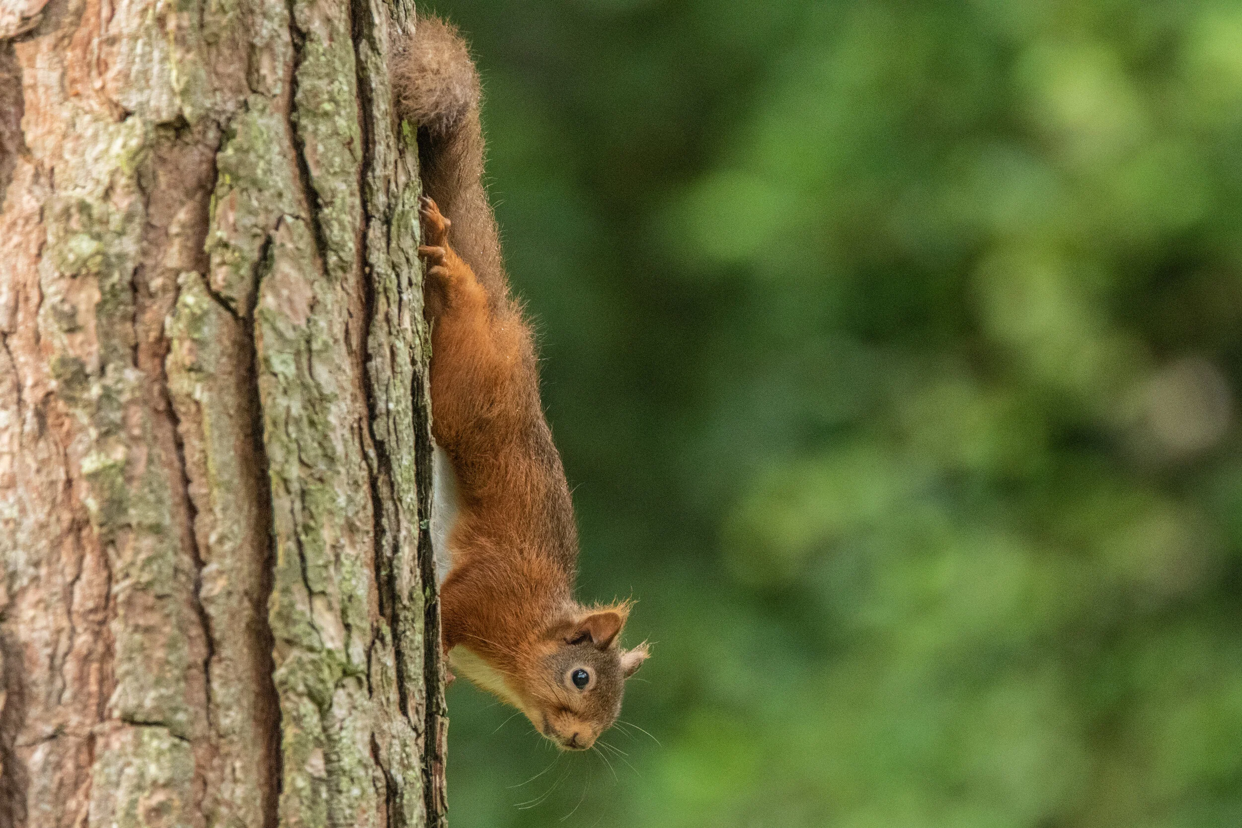 2019-08-07_Canon EOS 7D Mark II_CentreParcs_IMG_9218.jpg