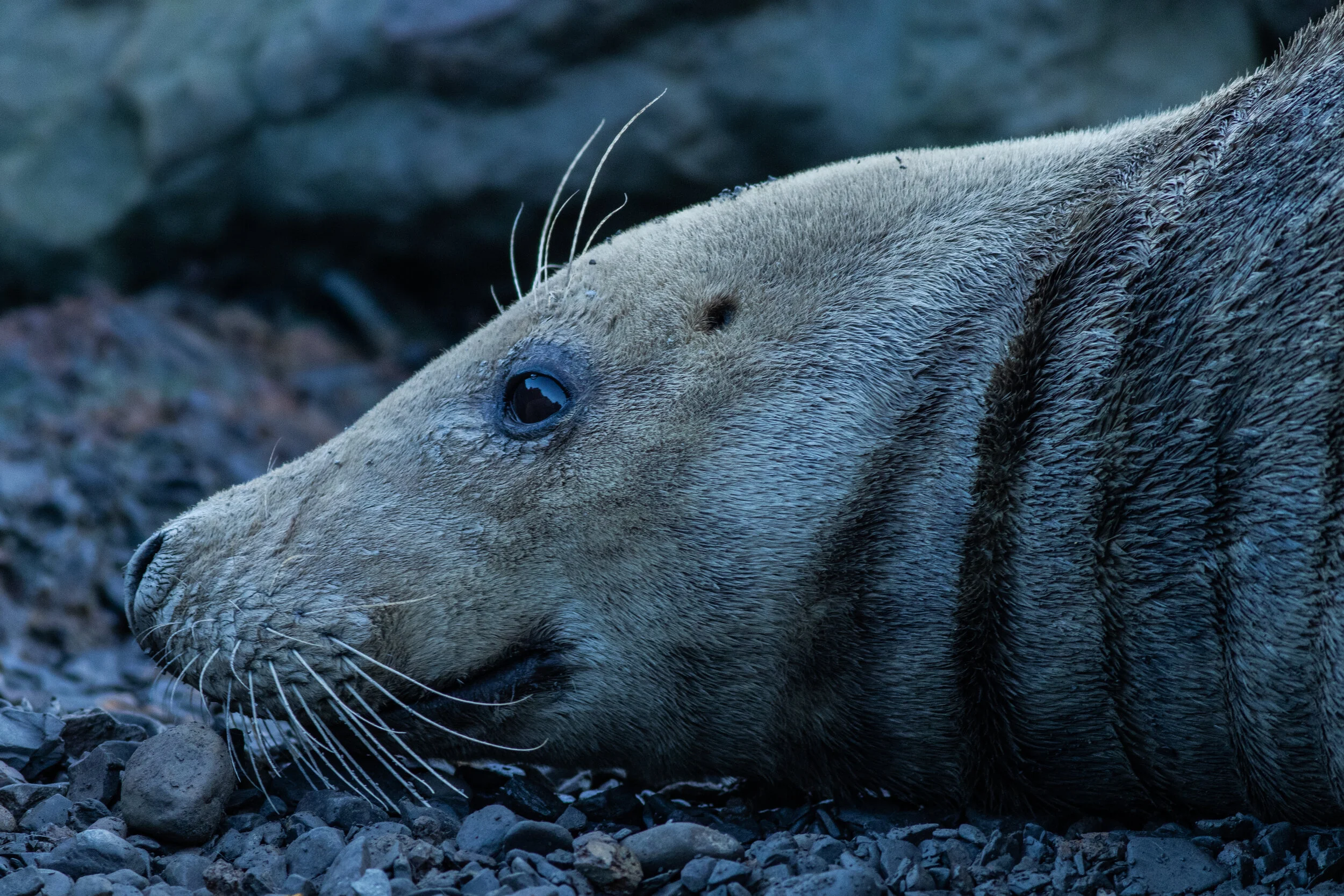 2019-12-16_Canon EOS 7D Mark II_RavenscarSeals_IMG_1337.jpg