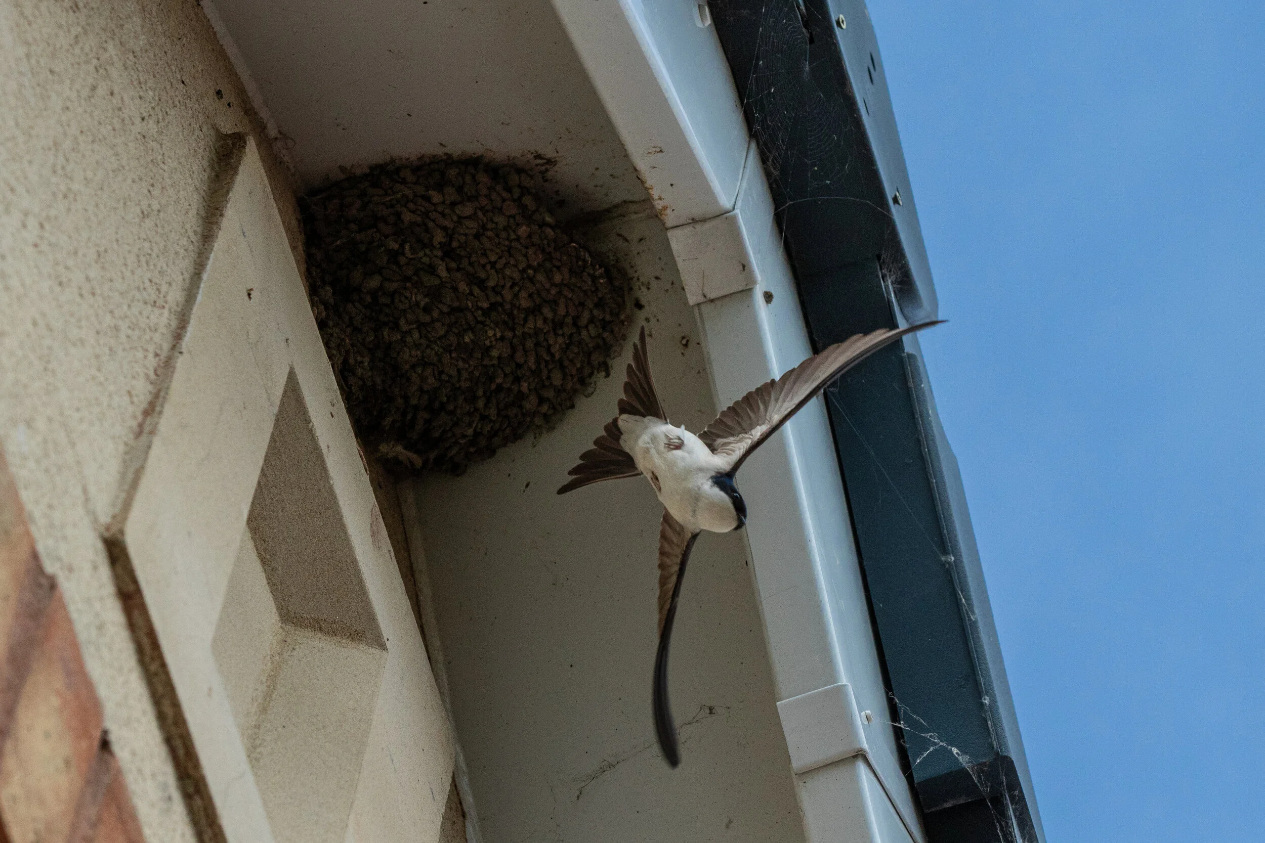 2020-05-19_Canon EOS 7D Mark II_Housemartins_IMG_3911.jpg