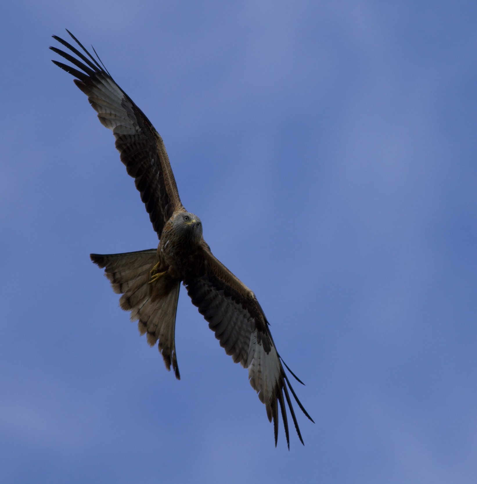 IMG_7597.jpg