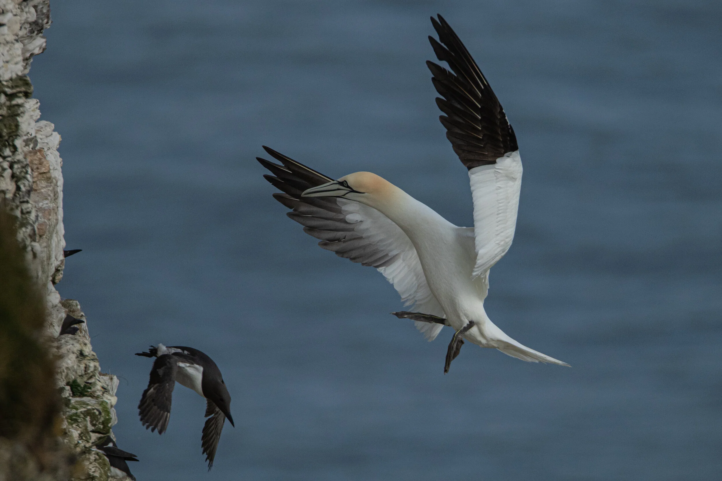 2021-05-02_Canon EOS 7D Mark II_BemptonCliffs_IMG_7823.jpg