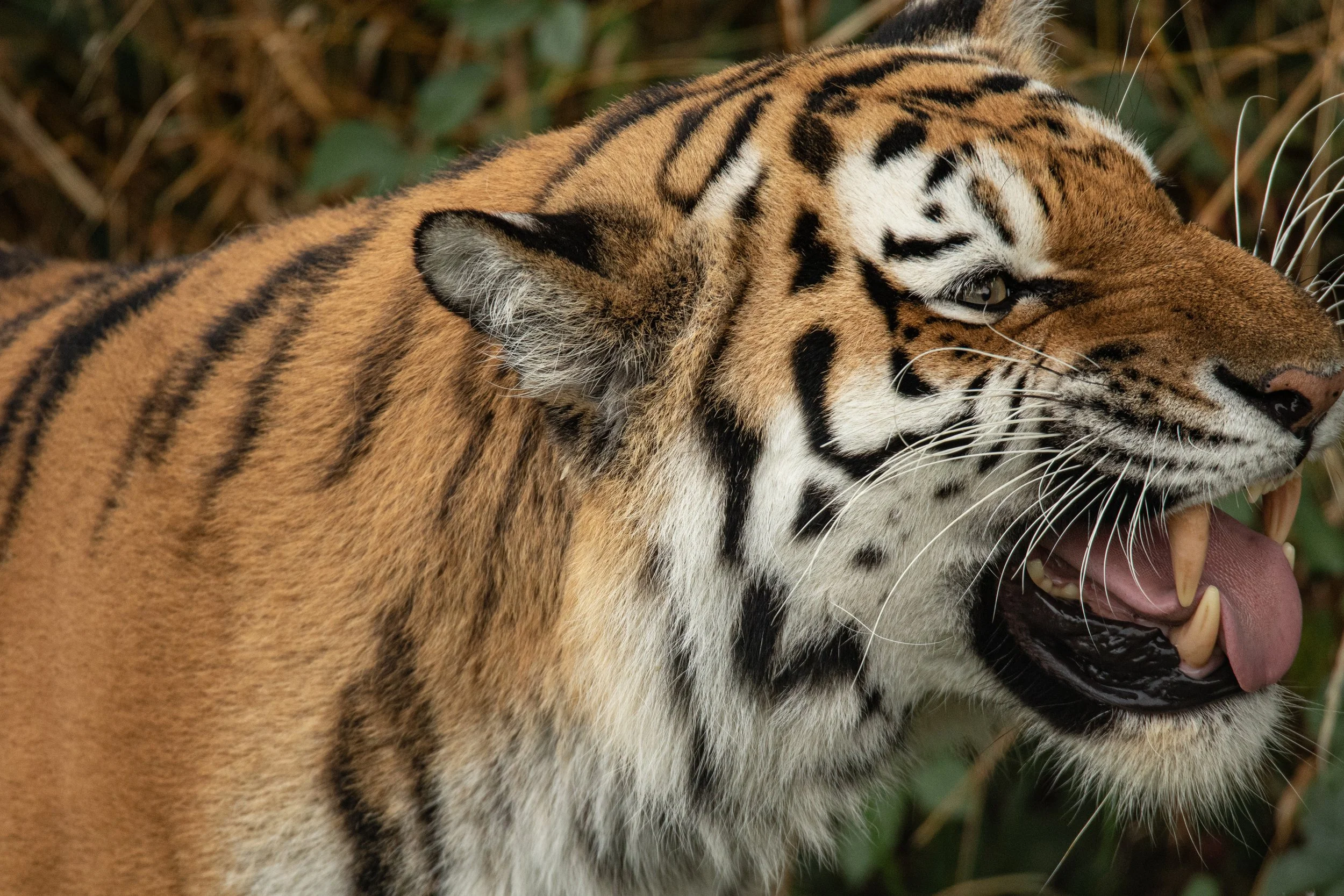 2021-09-01_Canon EOS 7D Mark II_untitled_IMG_9994.jpg