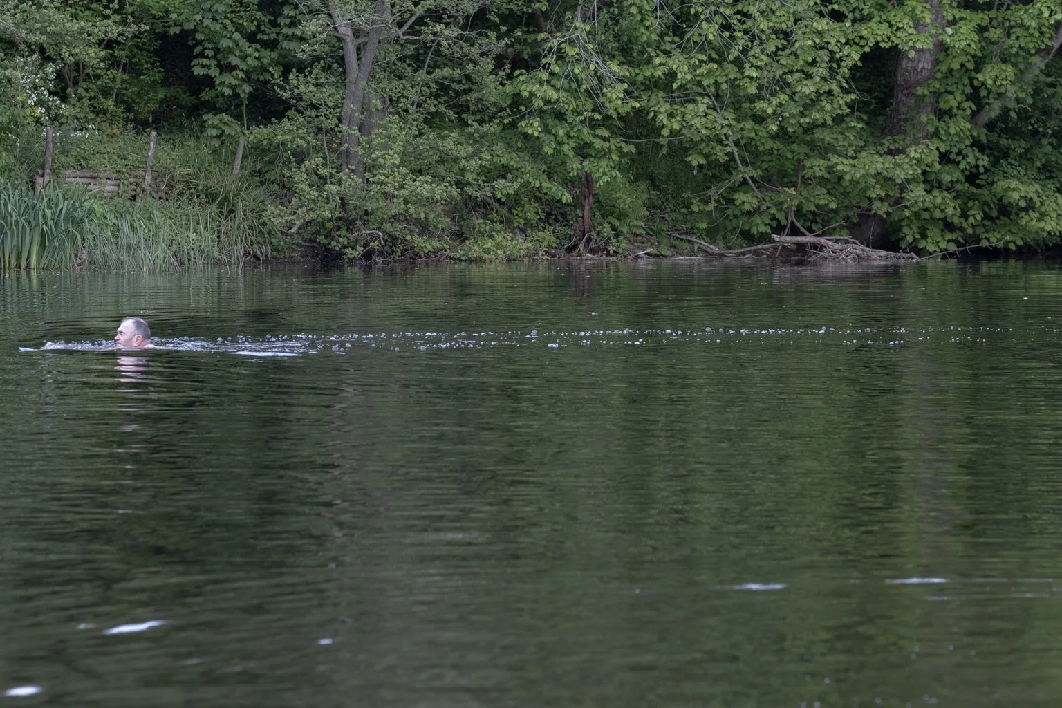 Sunday 17th May - swimming in the Nidd at Knaresbourgh