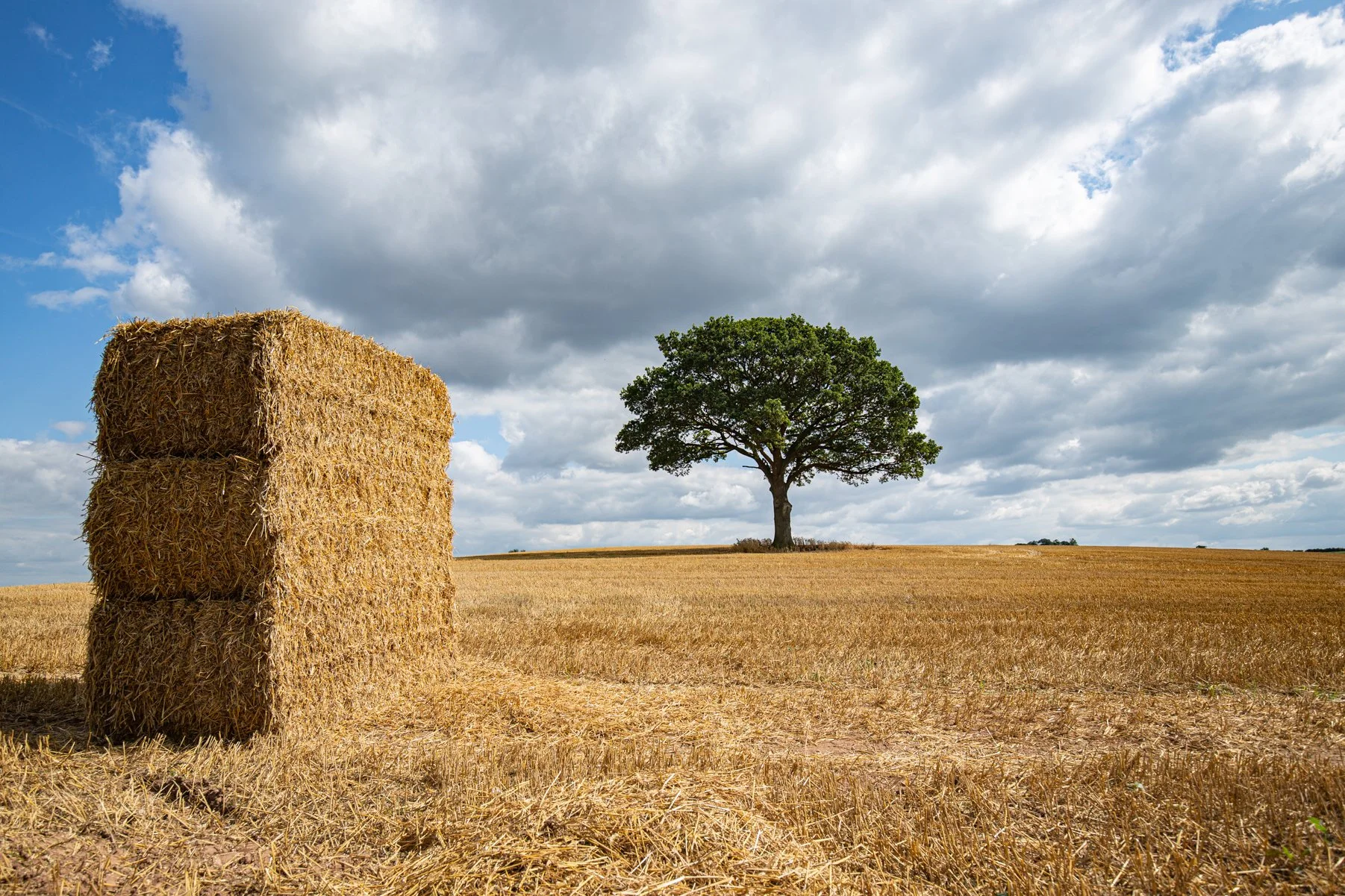 2021-08-28_Canon EOS 5D Mark III_M42Tree_IMG_1055.jpg