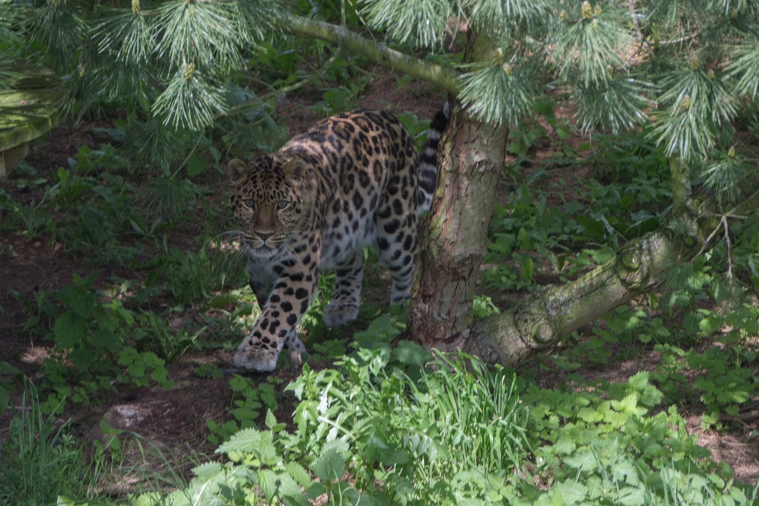 2023-05-25_X-T3_yorkshirewildlifepark__DSF3236.jpg