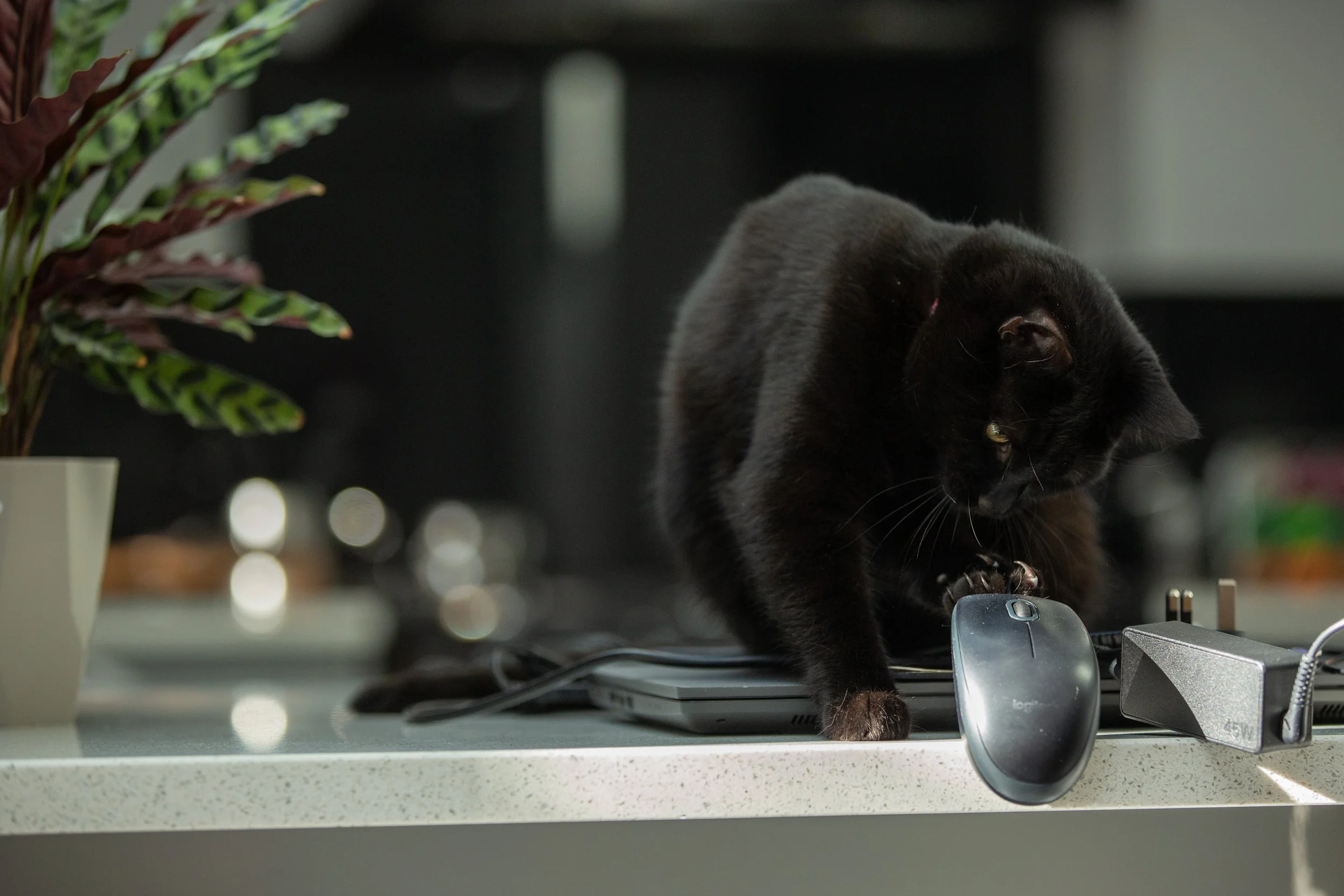 2020-04-13_Canon EOS 5D Mark III_Smarts_IMG_4669.jpg