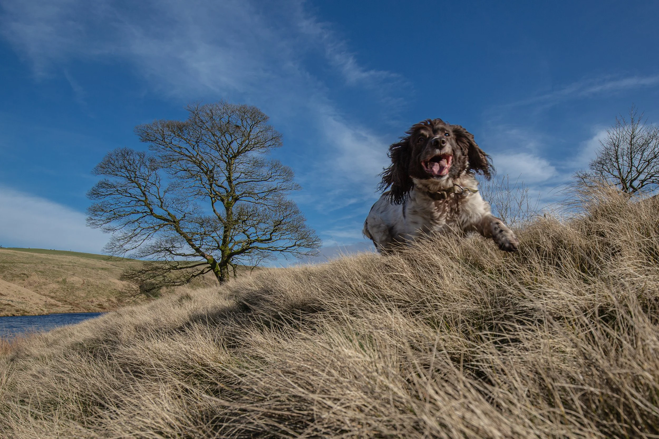2020-03-22_Canon EOS 5D Mark III_TheMoors_IMG_3863.jpg