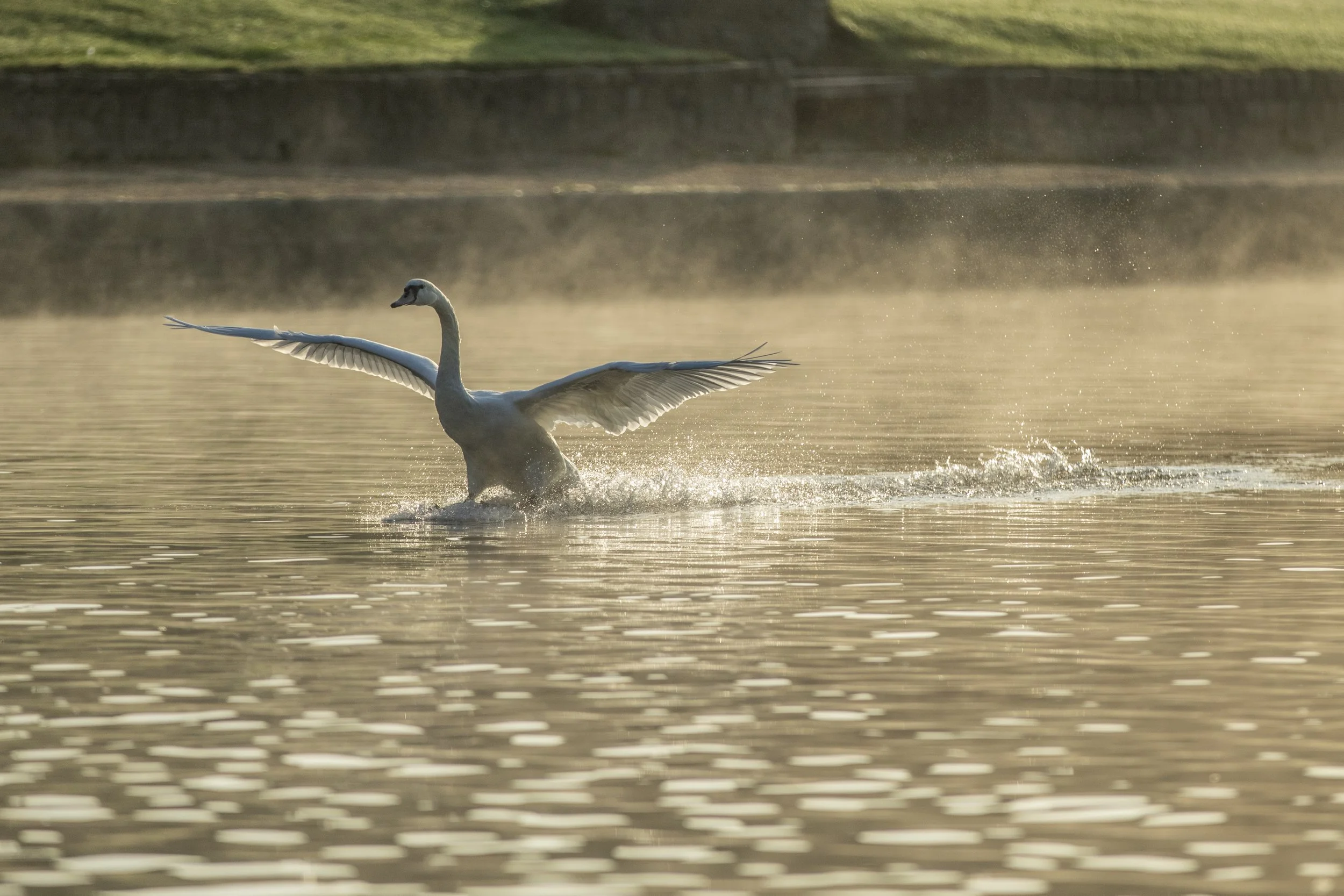 2019-09-14_Canon EOS 7D Mark II_WaterlooLake_IMG_0306.jpg