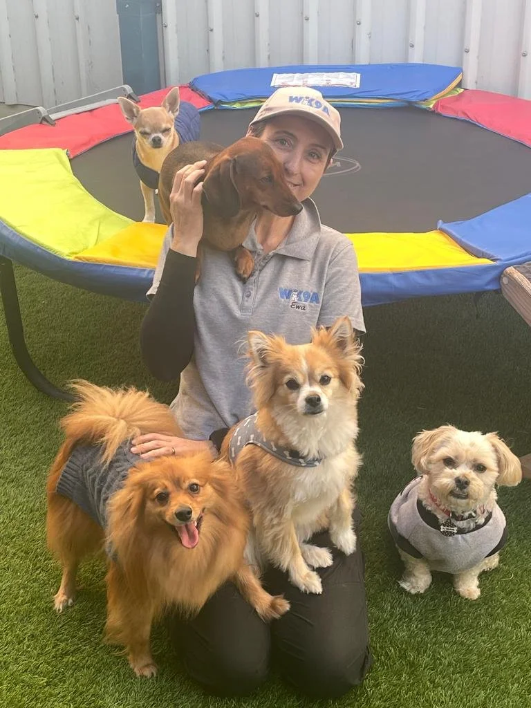 puppy class, dog training, puppy training, specialised training