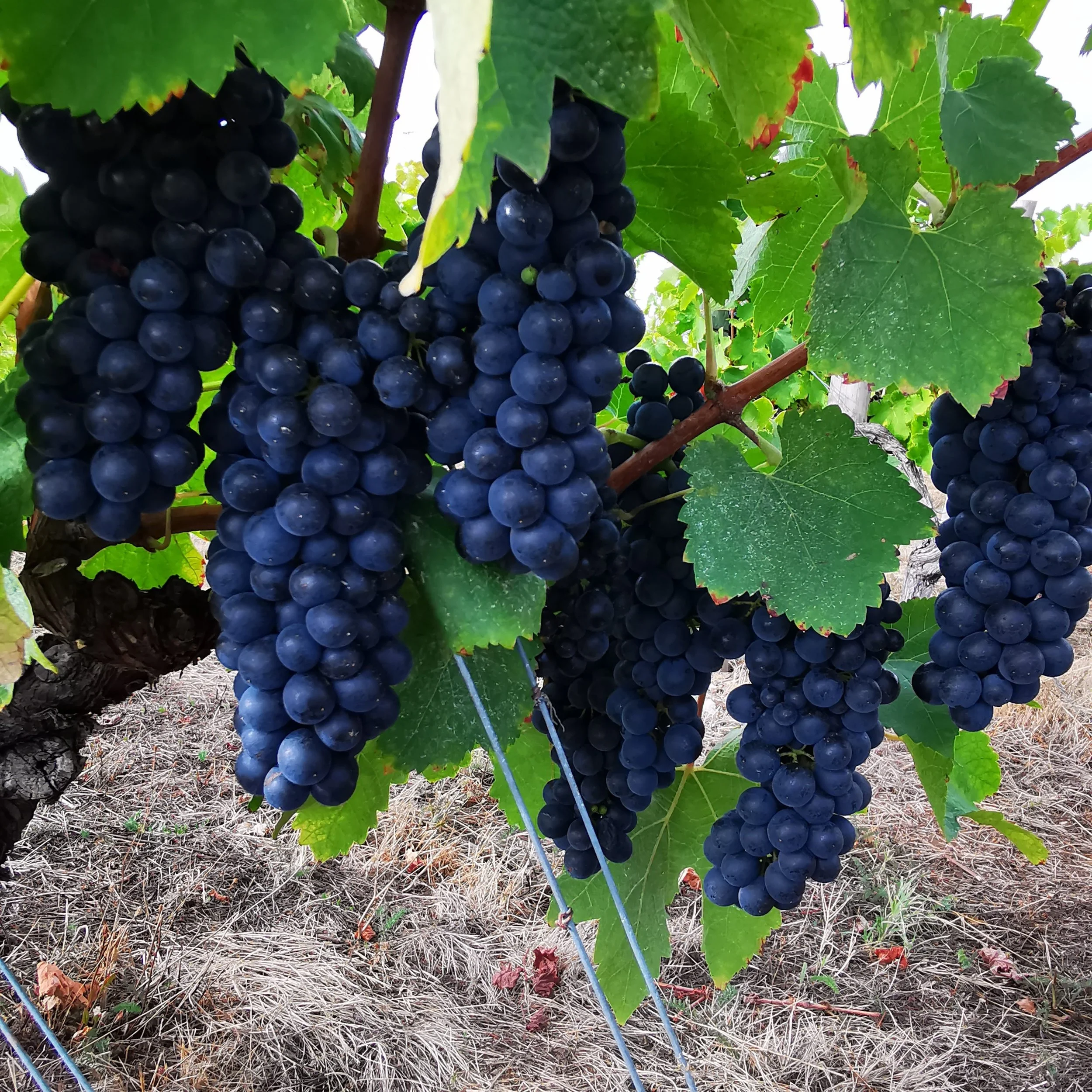 Raisin noir suspendu en grappes dans une vigne avec des feuilles vertes.