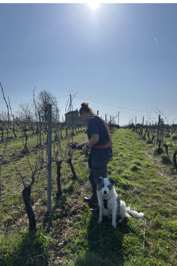 La taille de la vigne : premier acte du millésime