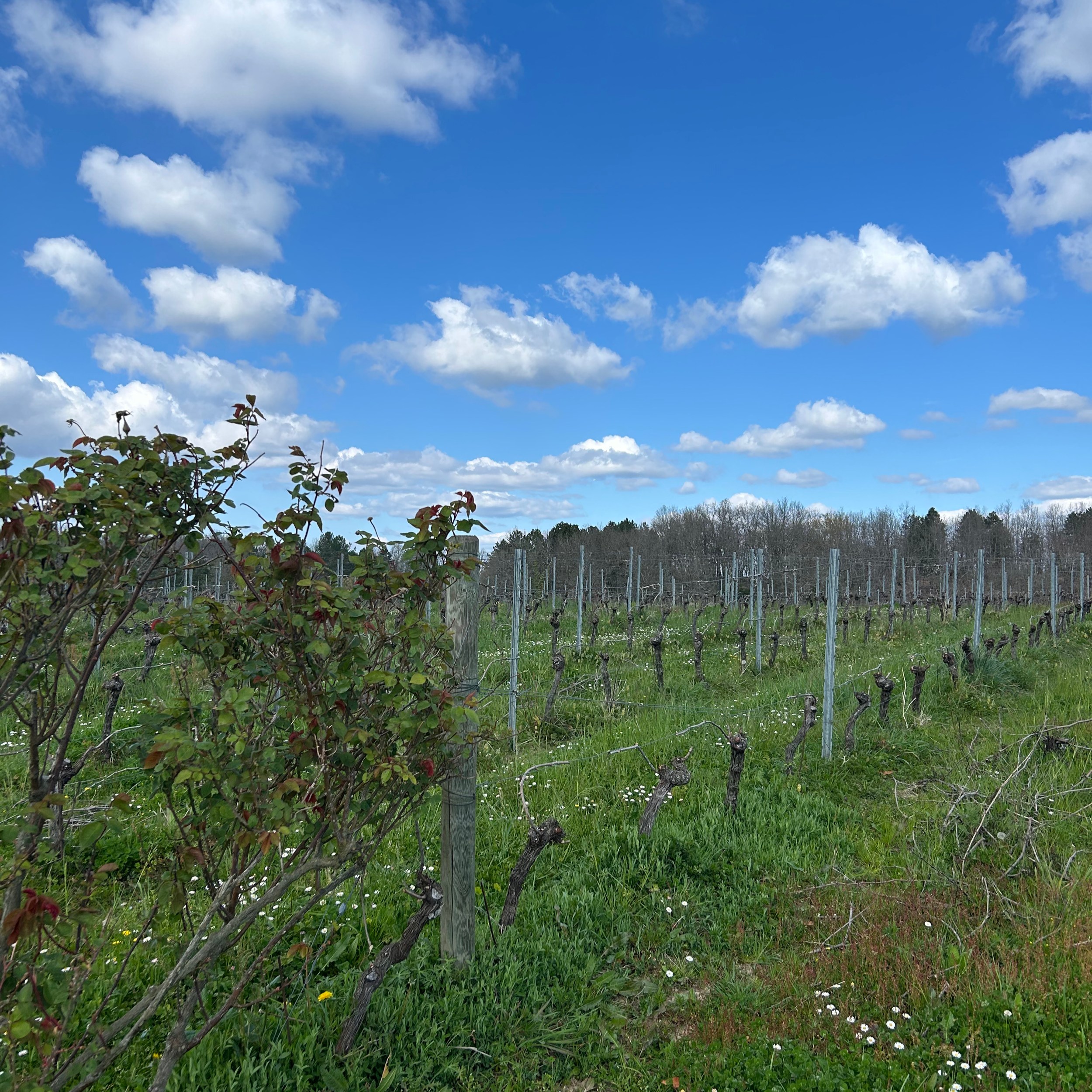 Attacher la vigne après la taille : un geste essentiel du début de saison